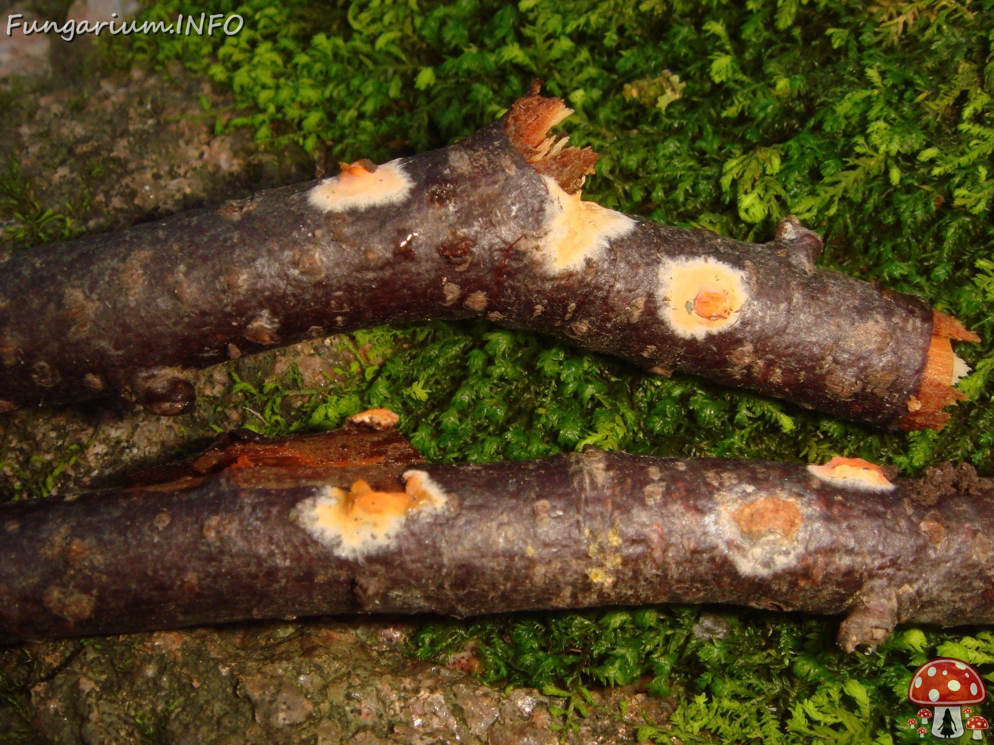 fungi-0002535 