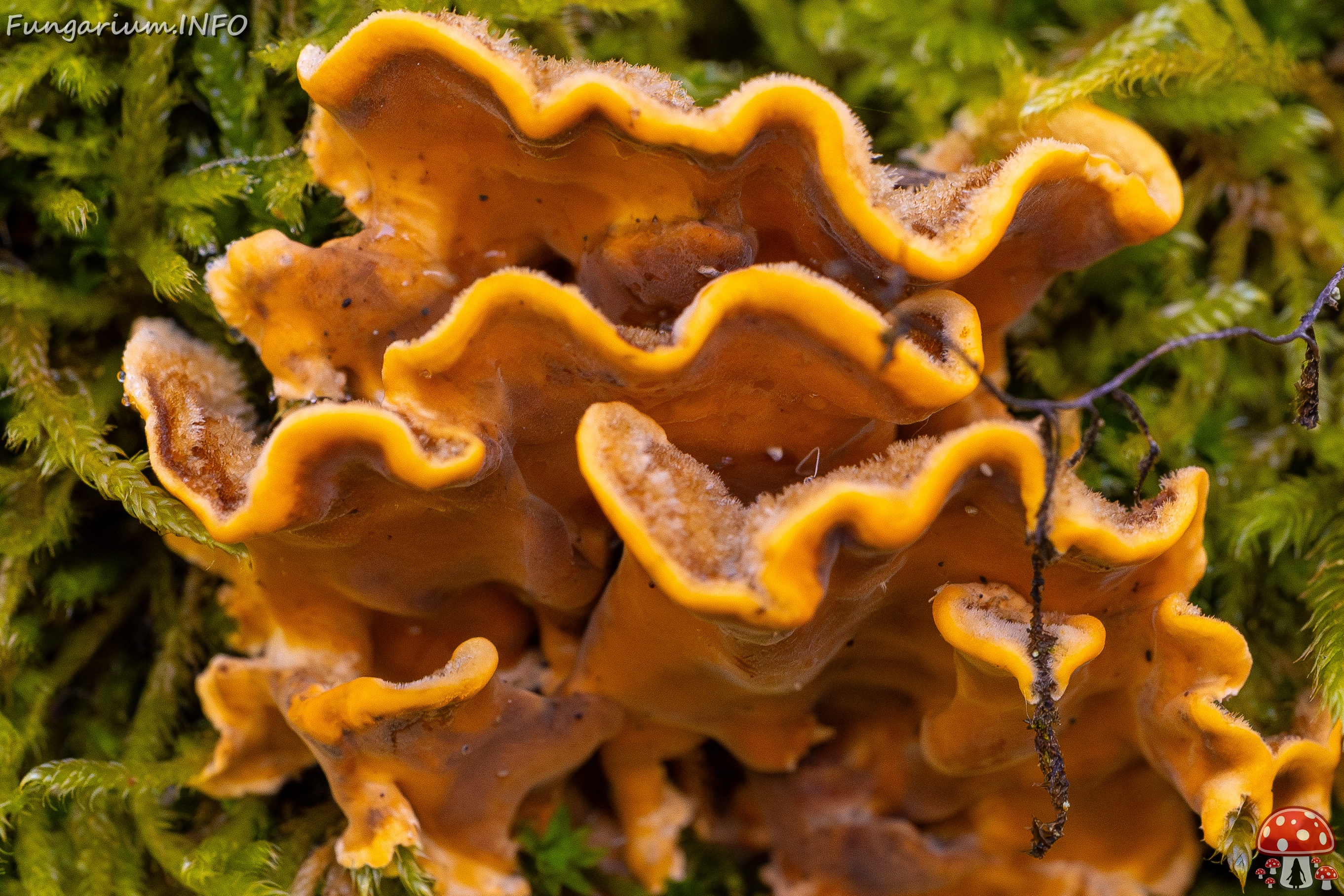 !Stereum hirsutum _2025-10-18_1-2 