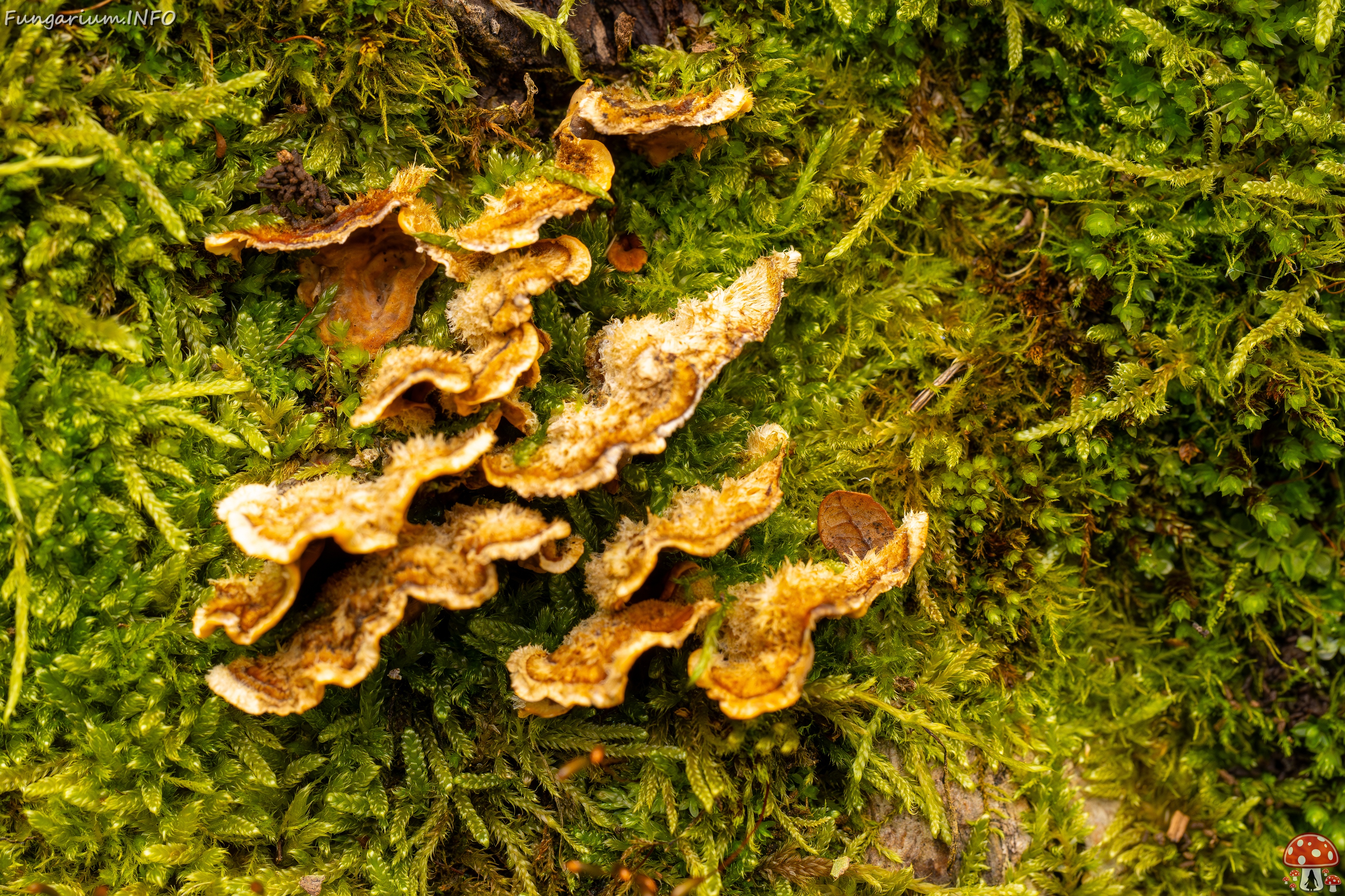 Stereum hirsutum _2025-10-11_1-3 