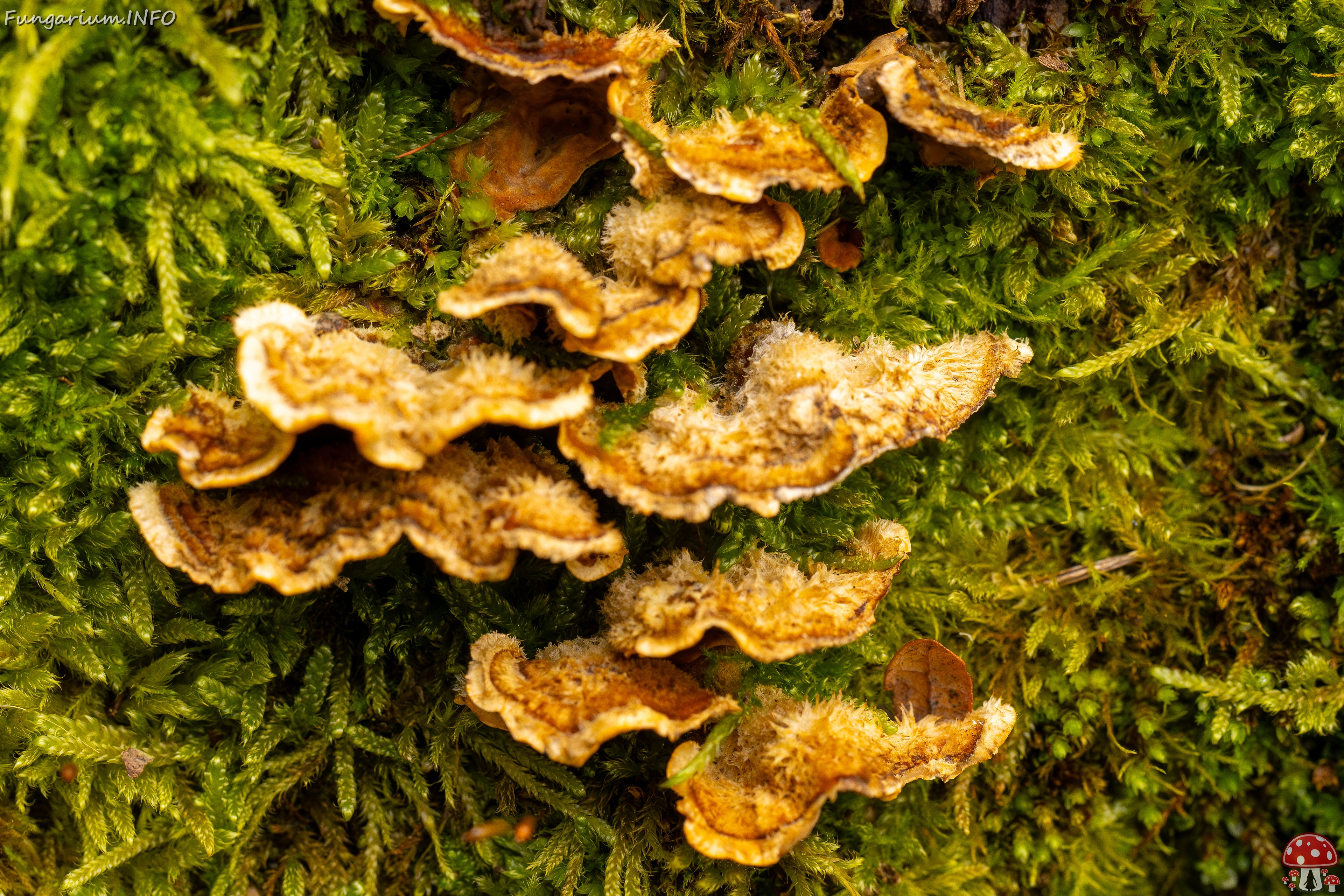 Stereum hirsutum _2025-10-11_1-4 