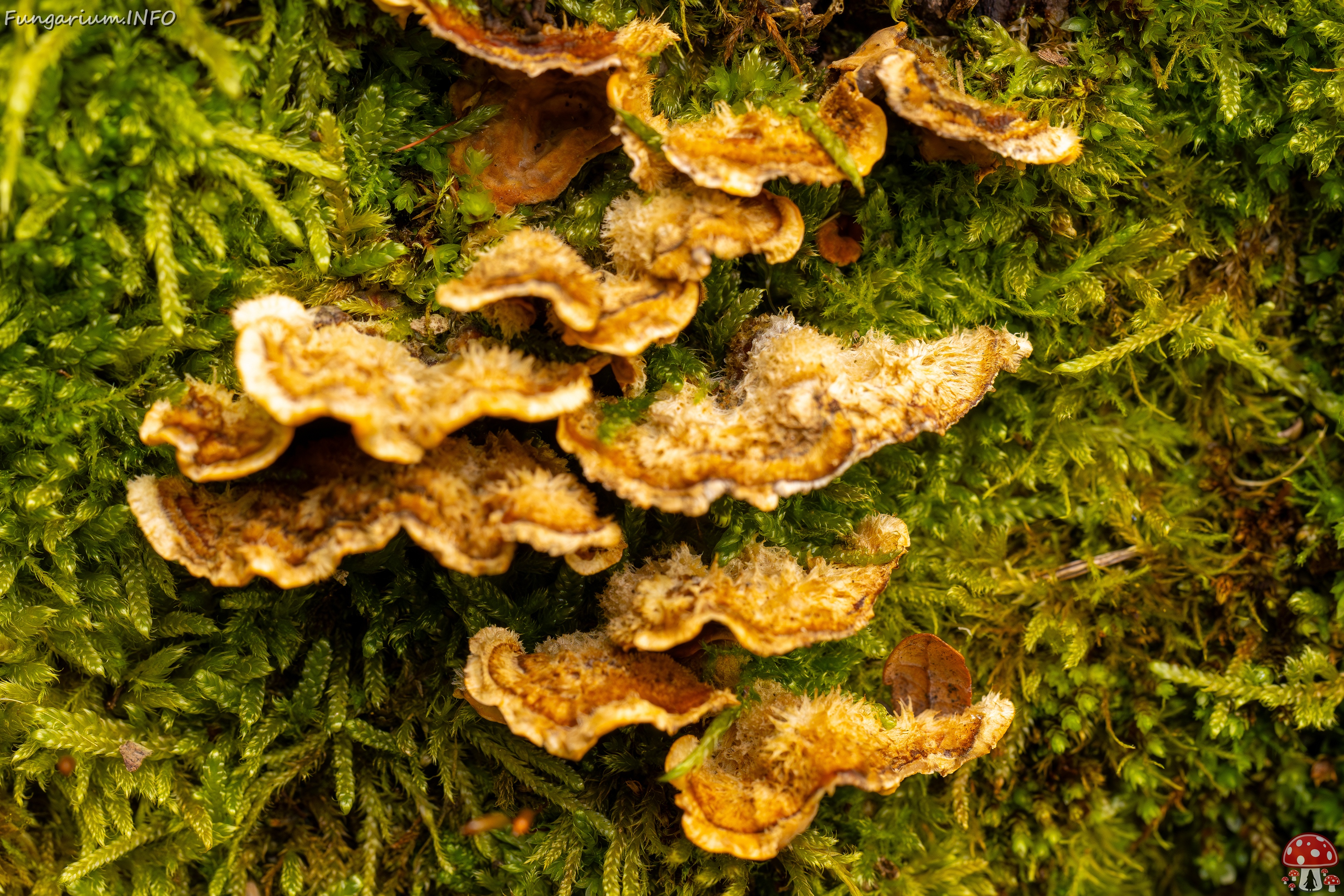 Stereum hirsutum _2025-10-11_1-5 