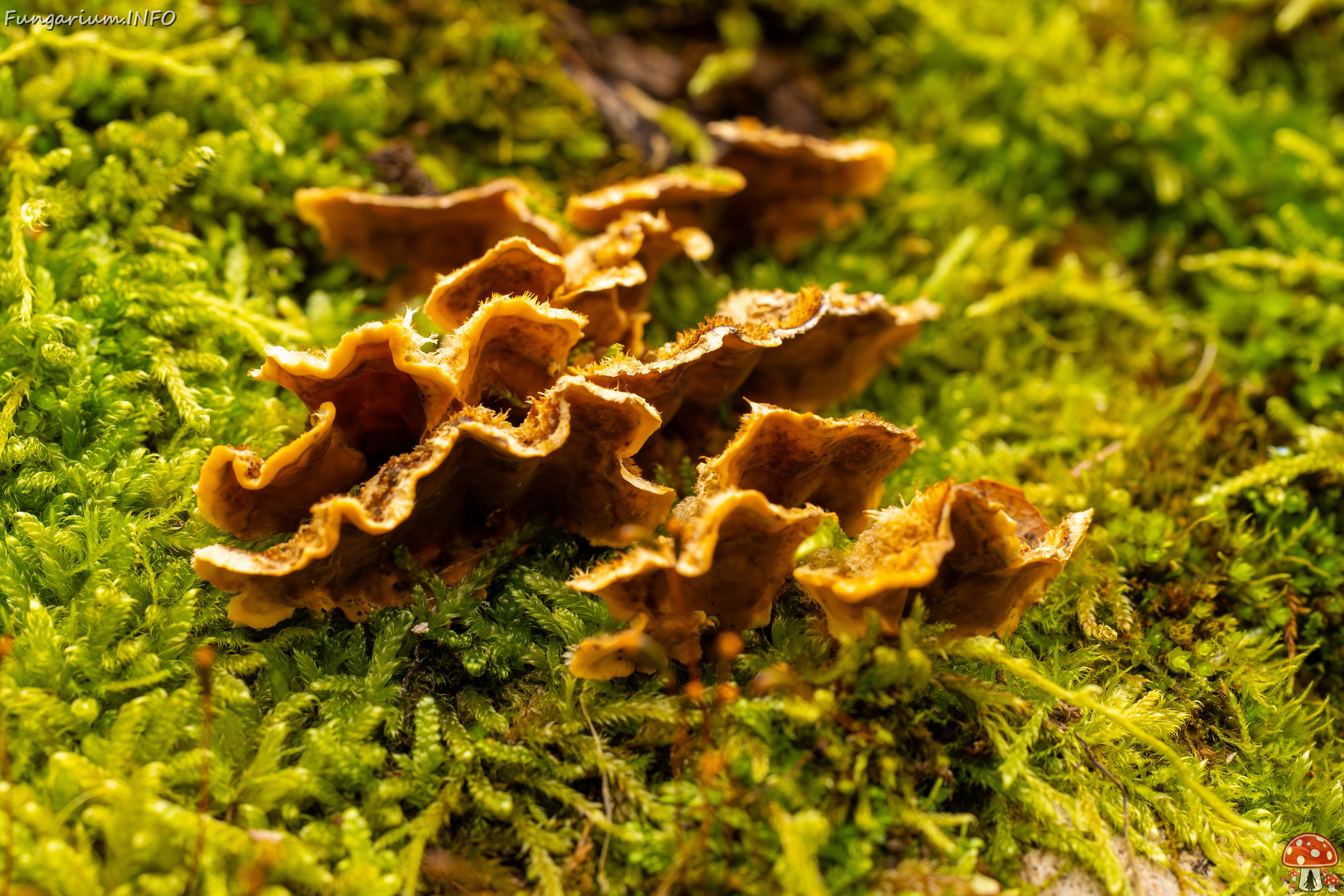 Stereum hirsutum _2025-10-11_1-6 