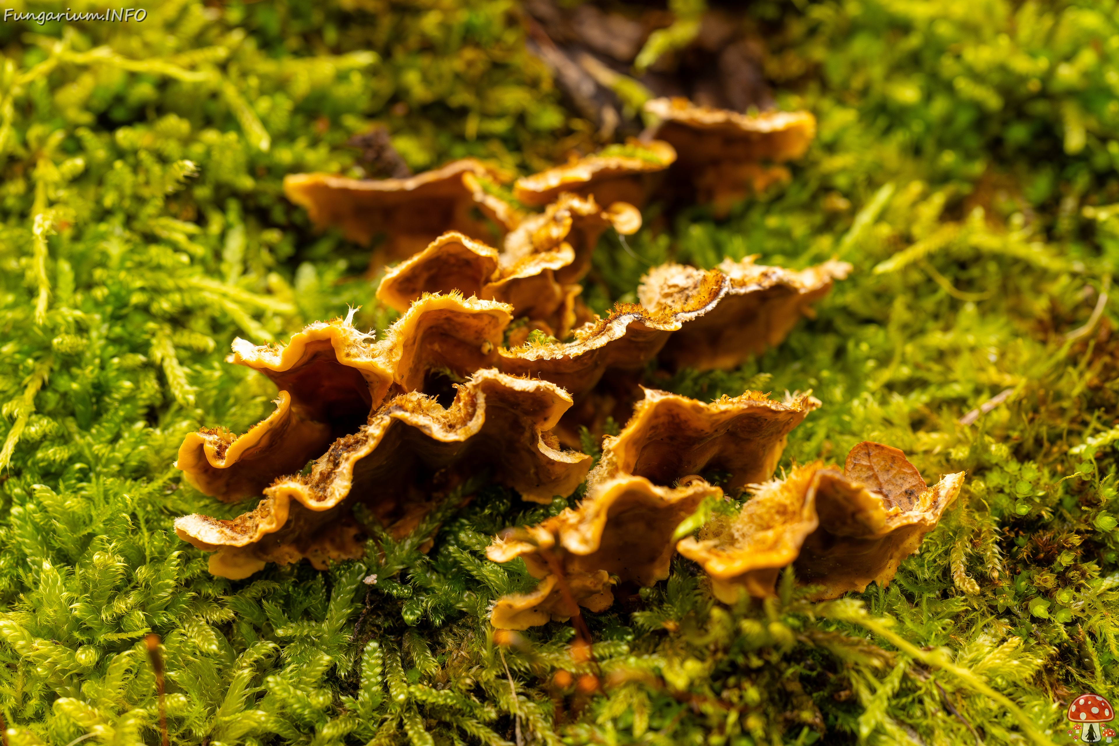 Stereum hirsutum _2025-10-11_1-7 