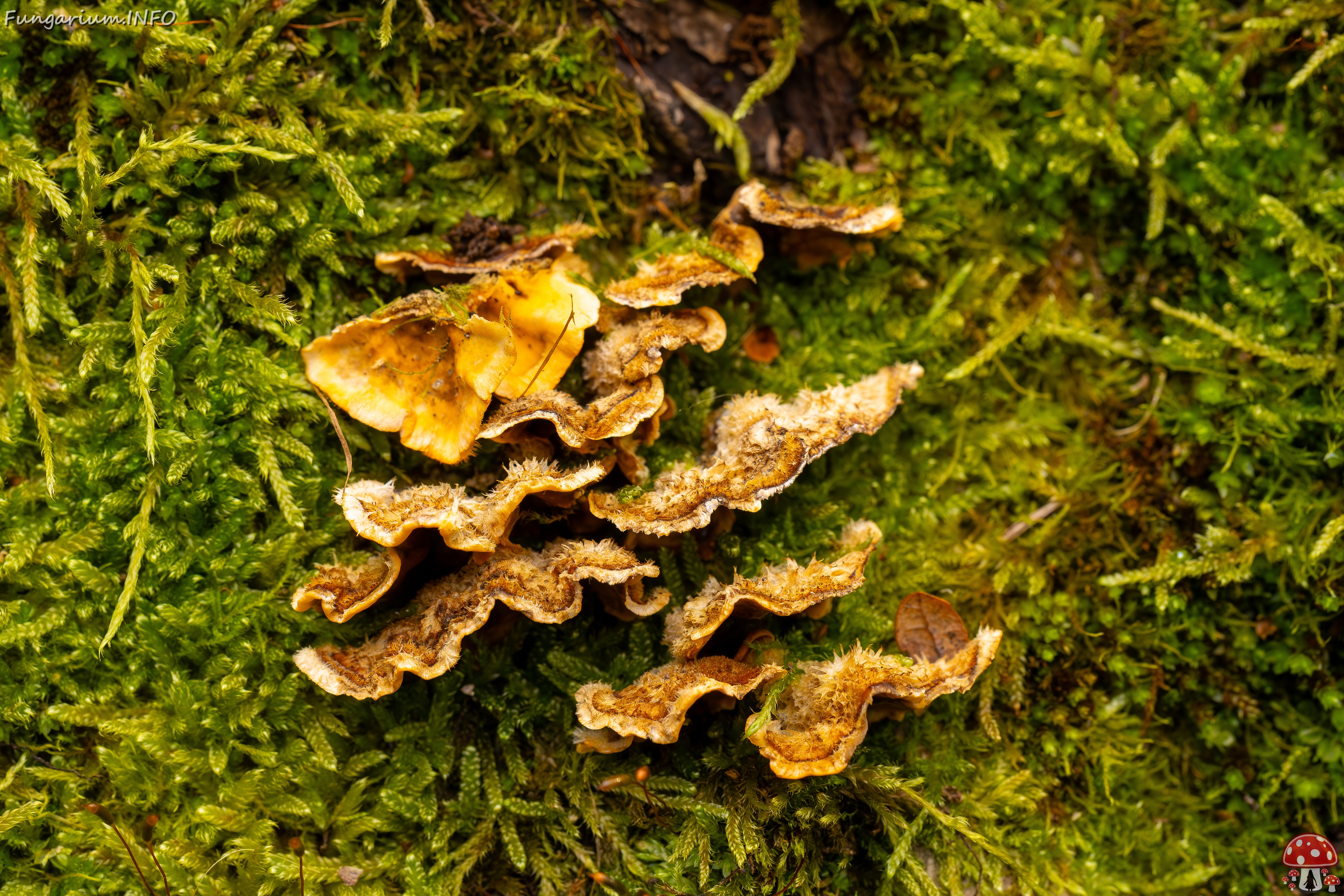 Stereum hirsutum _2025-10-11_1-8 