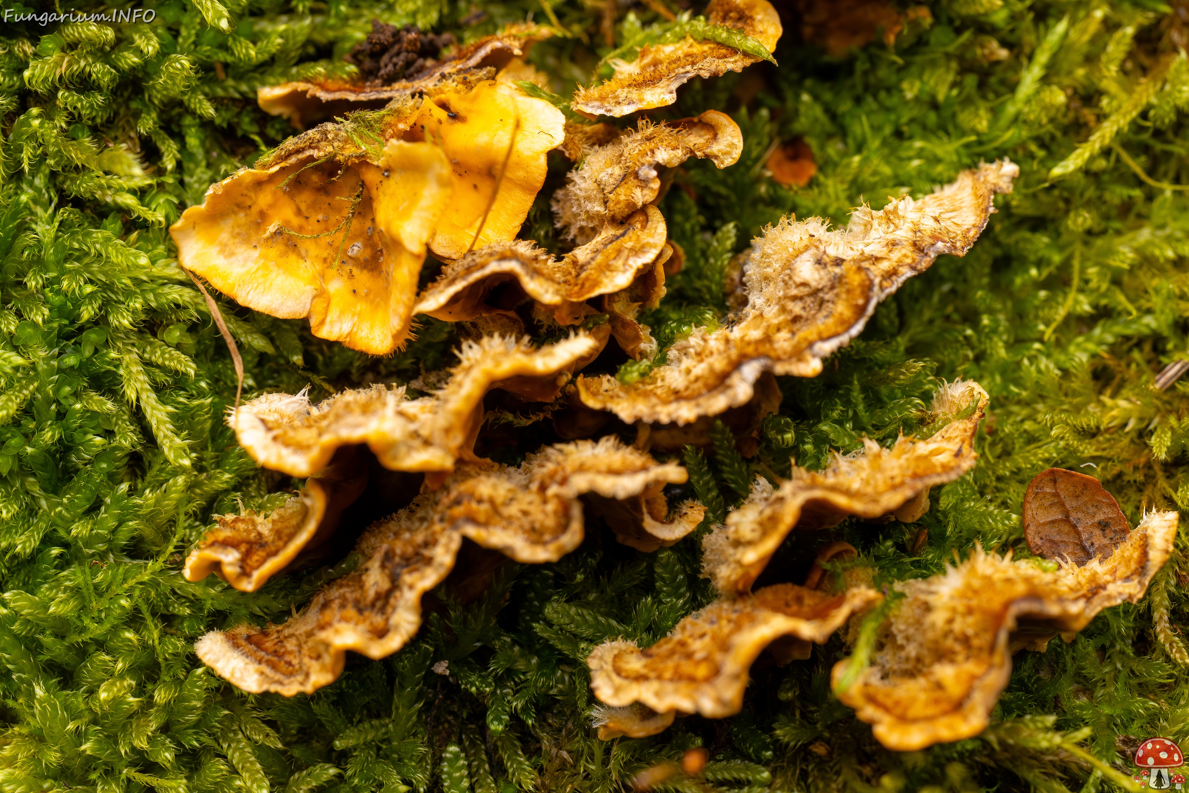 Stereum hirsutum _2025-10-11_1-9 