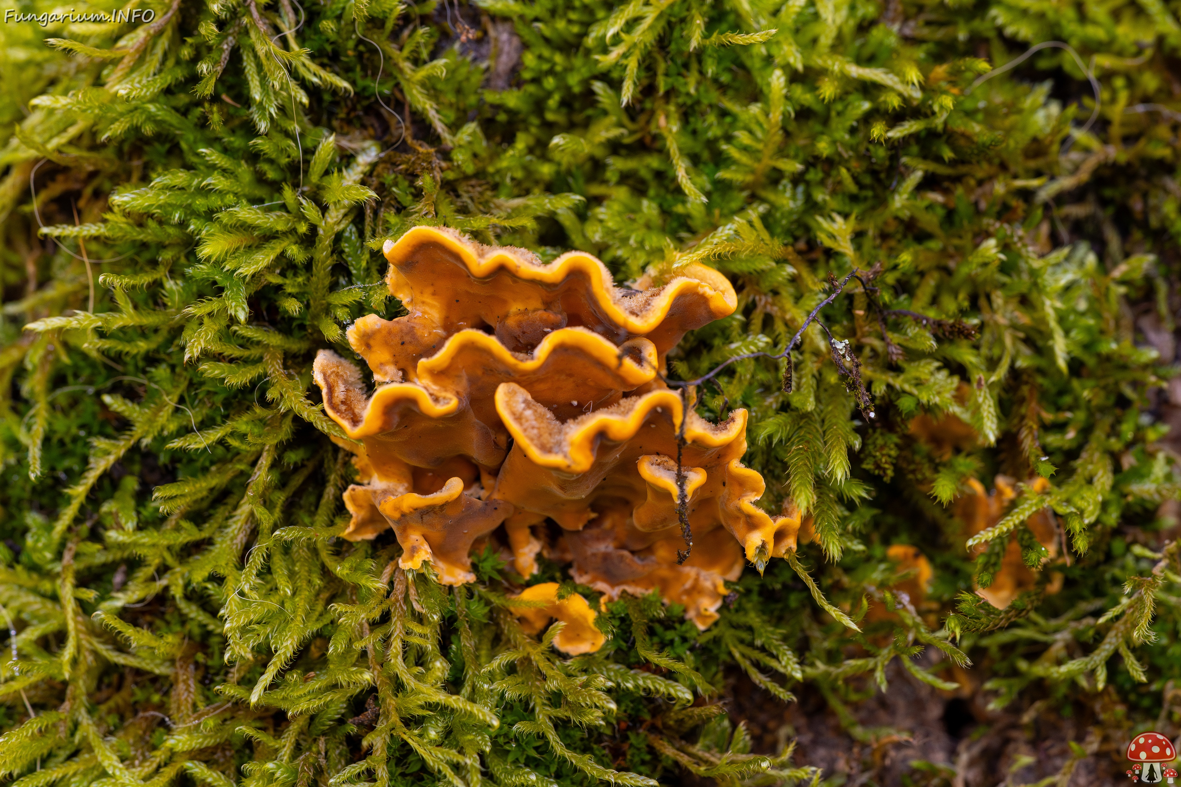 Stereum hirsutum _2025-10-18_1-1 