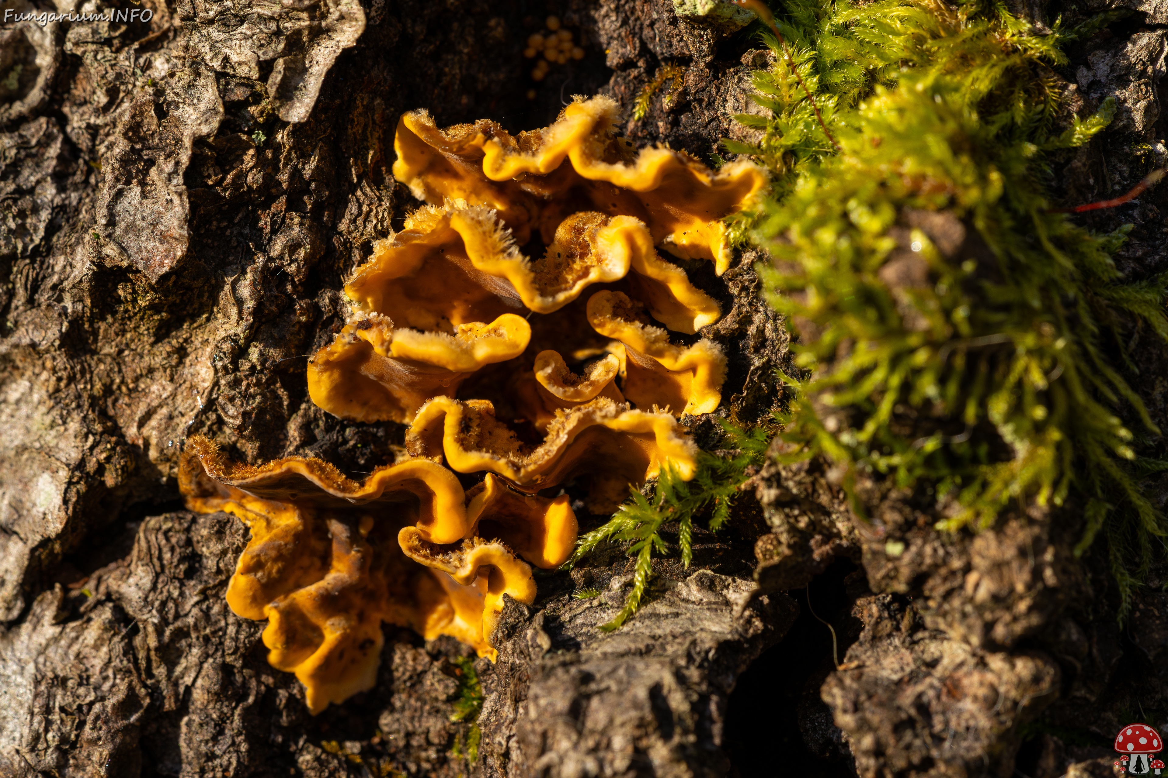 Stereum hirsutum _2025-10-18_1-10 