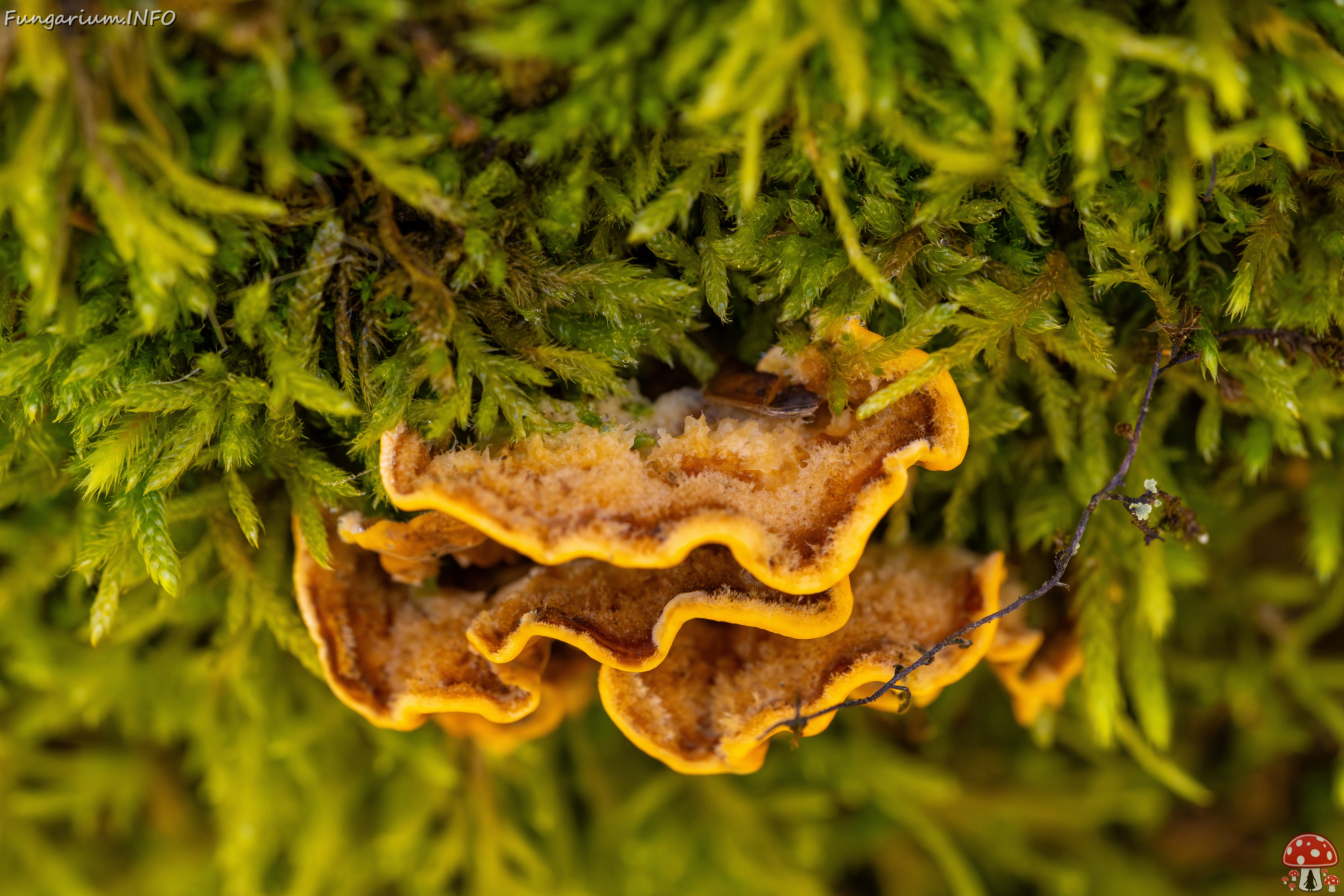 Stereum hirsutum _2025-10-18_1-3 