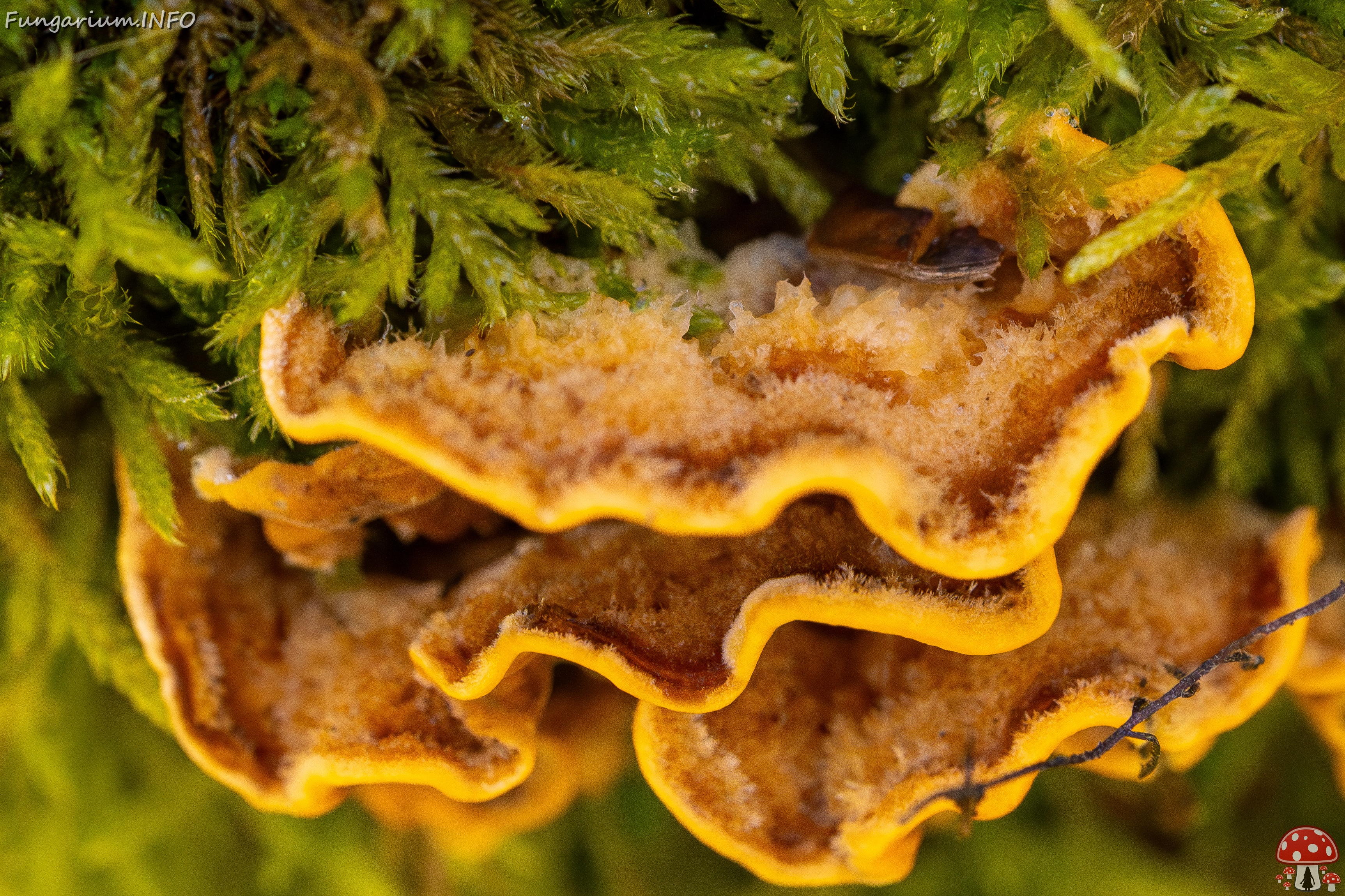 Stereum hirsutum _2025-10-18_1-4 