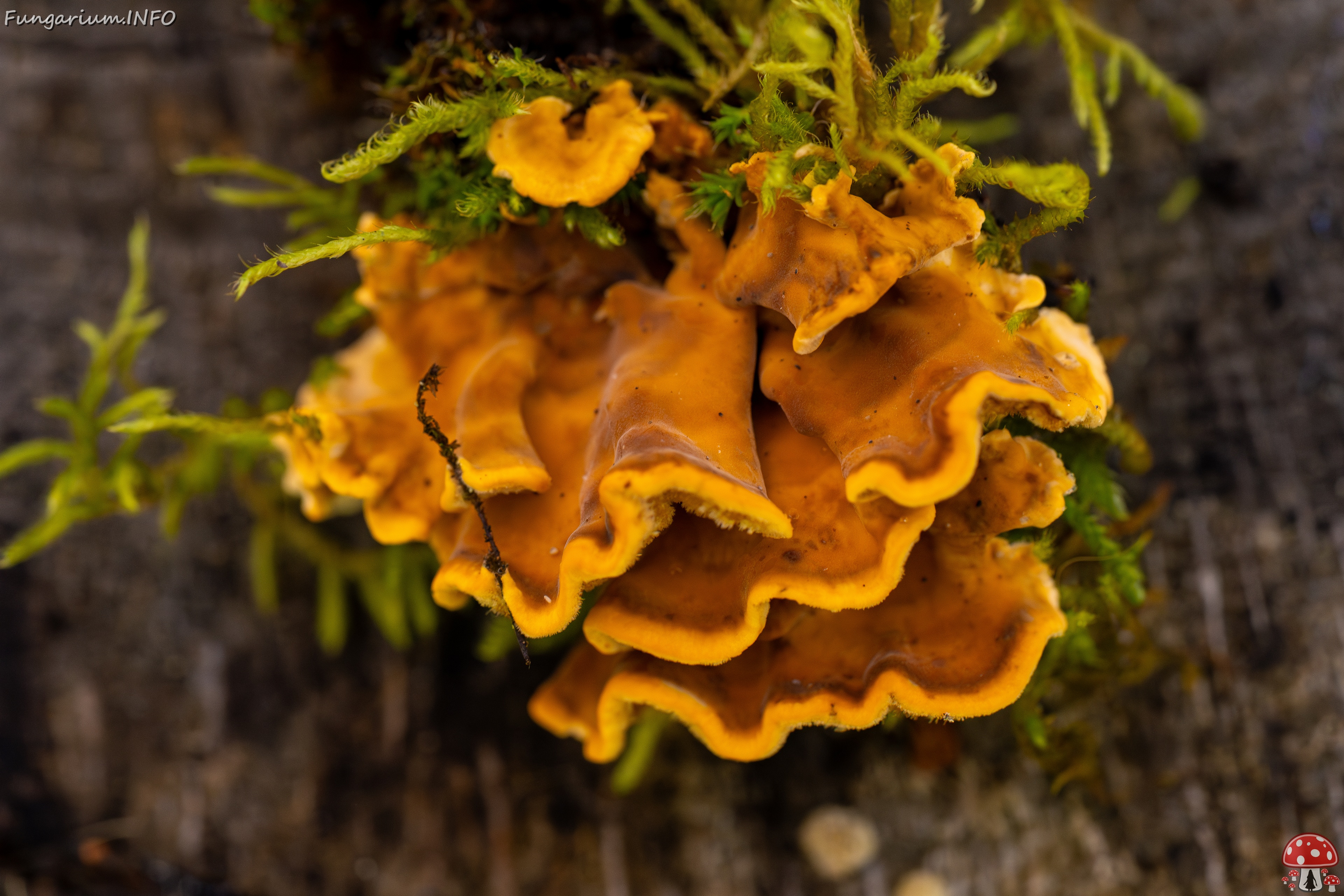 Stereum hirsutum _2025-10-18_1-5 