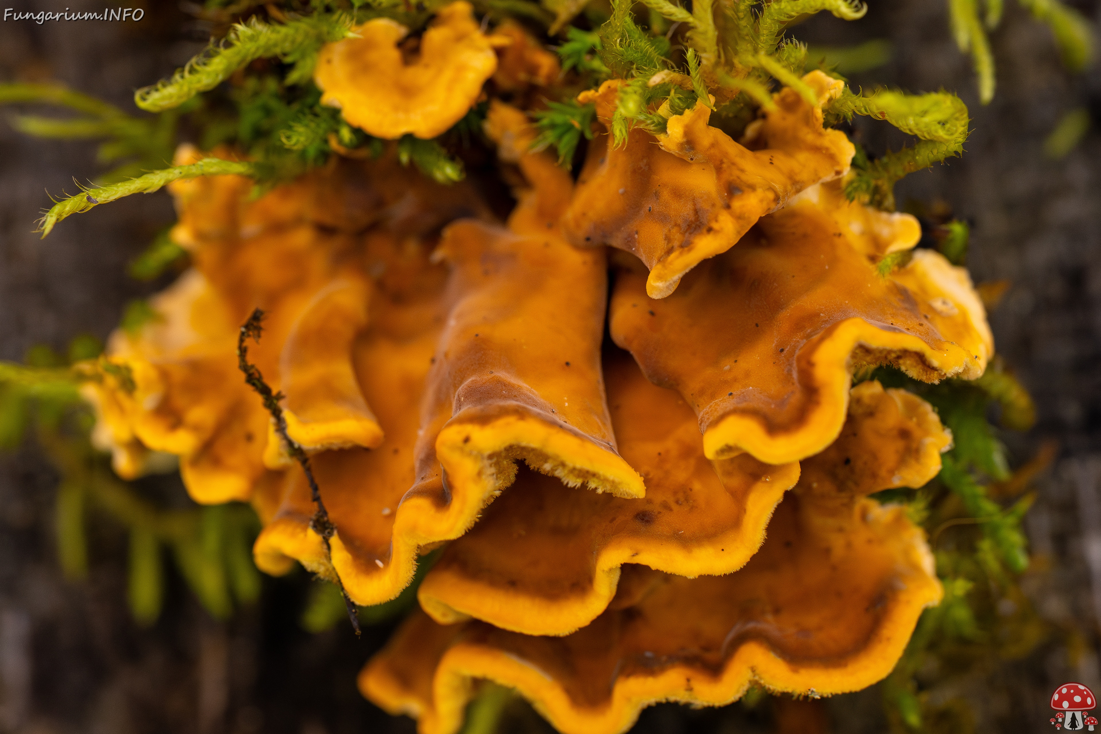 Stereum hirsutum _2025-10-18_1-6 