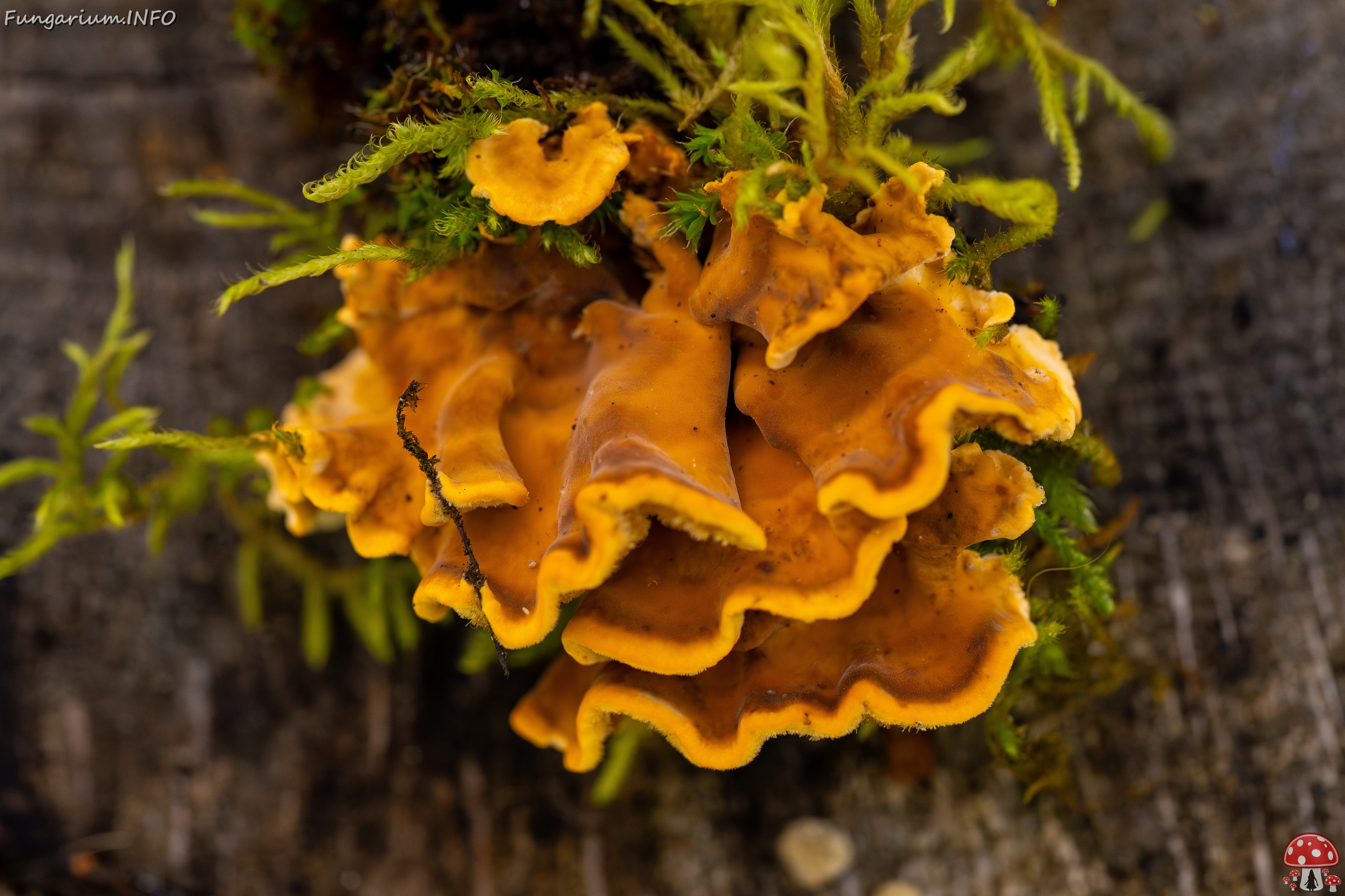 Stereum hirsutum _2025-10-18_1-7 