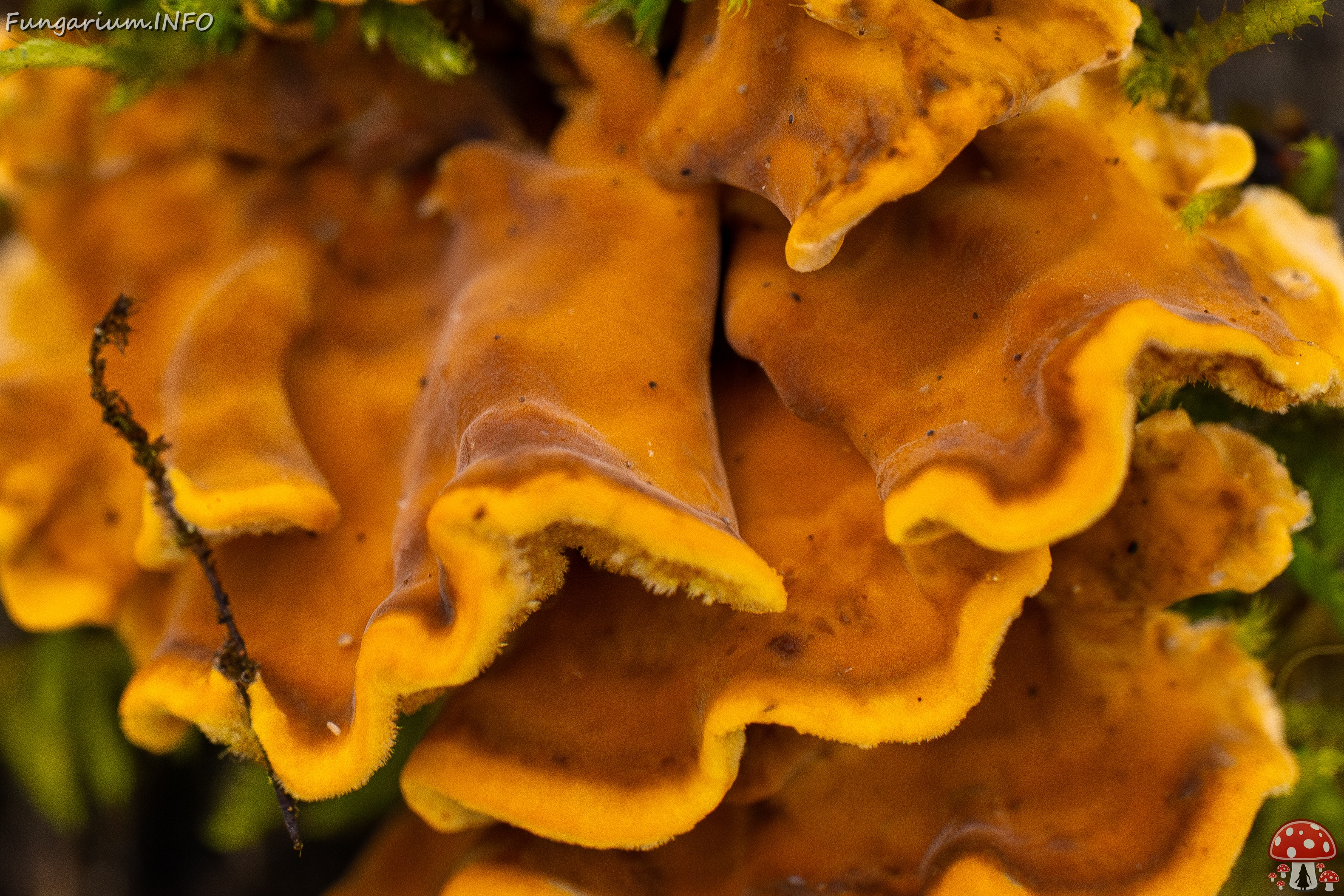 Stereum hirsutum _2025-10-18_1-8 