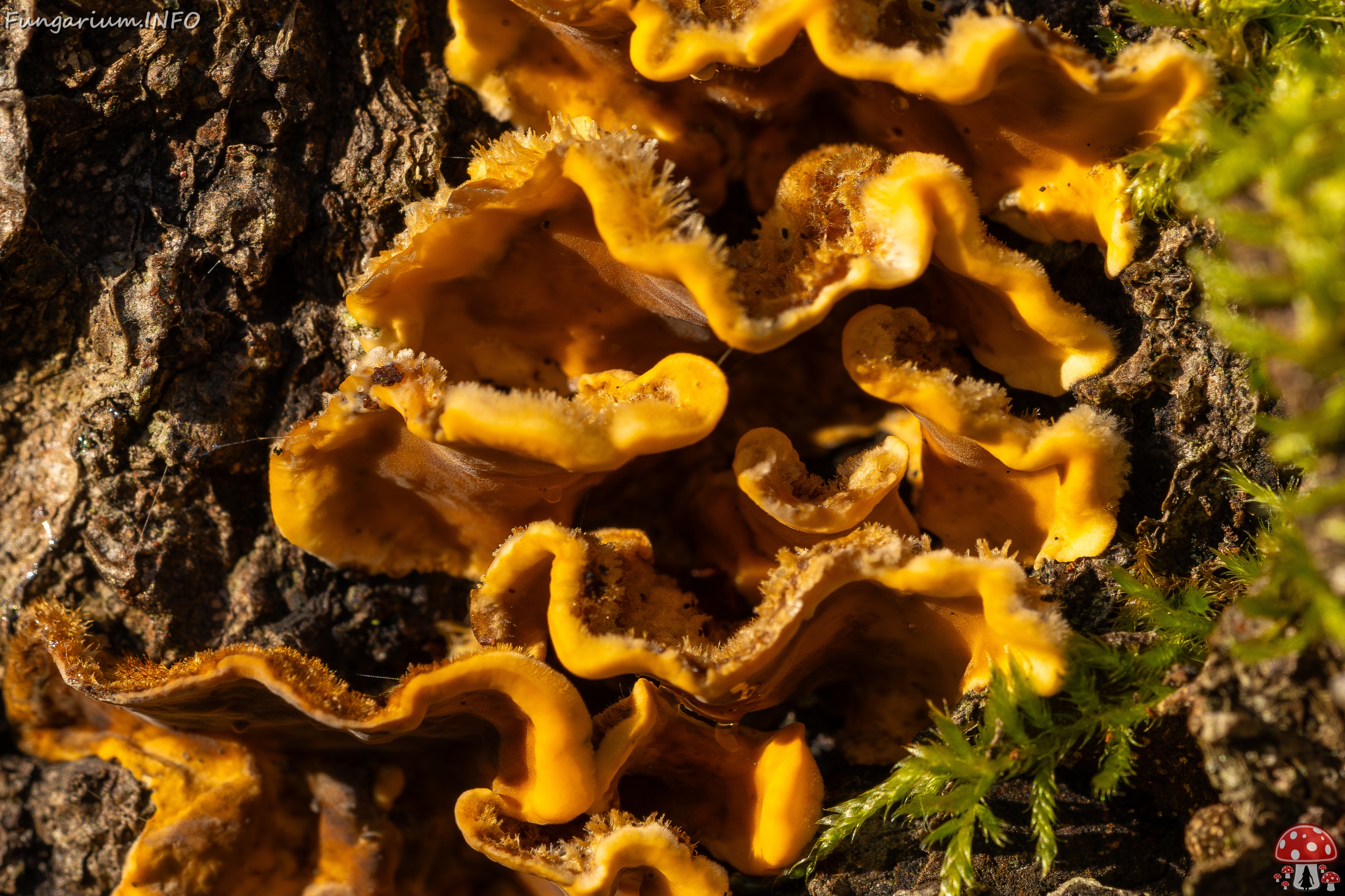 Stereum hirsutum _2025-10-18_1-9 