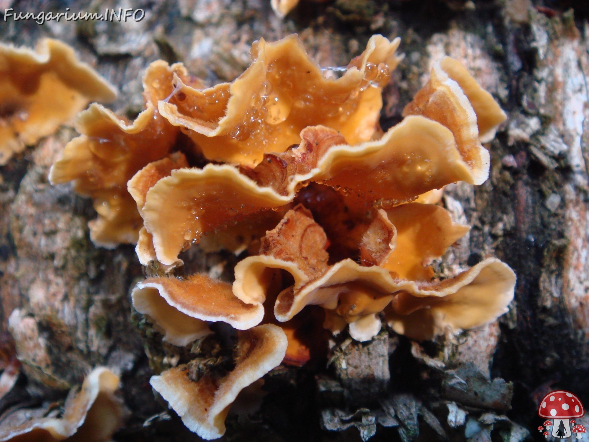 fungi-0001525 