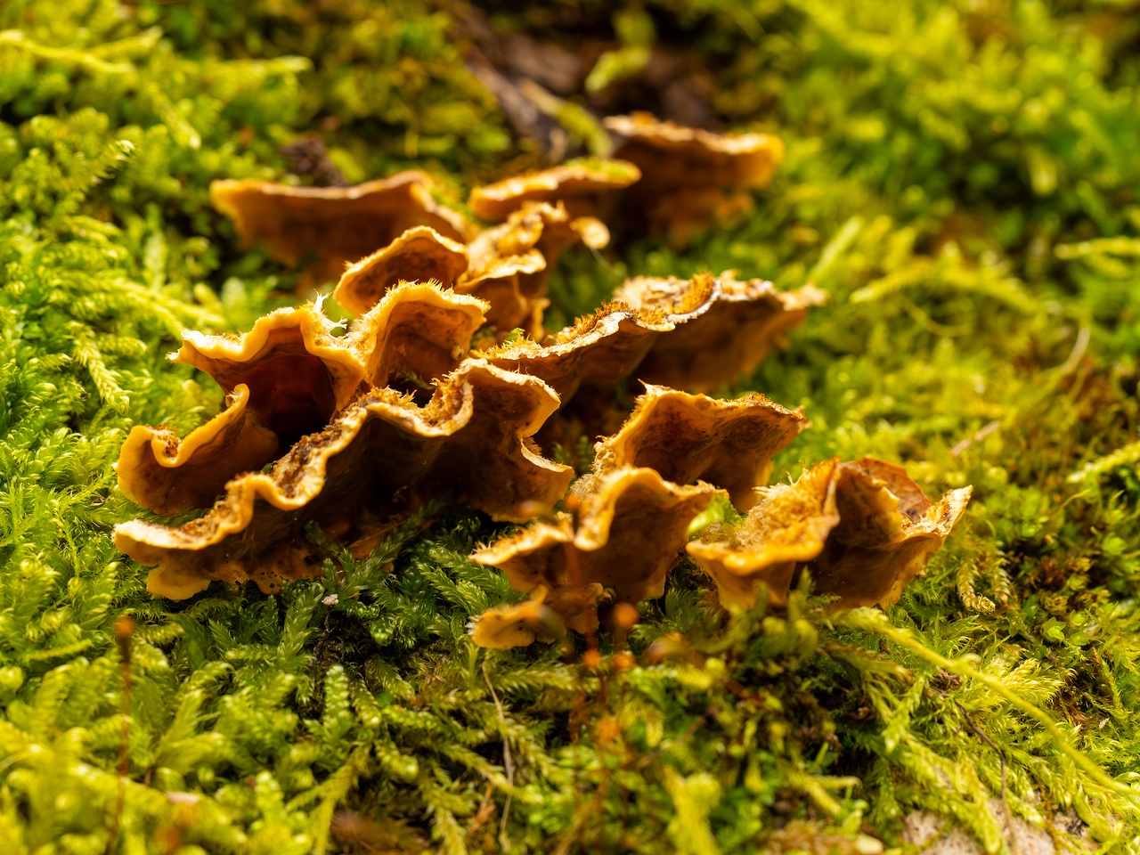 Stereum hirsutum _2025-10-11_1-6