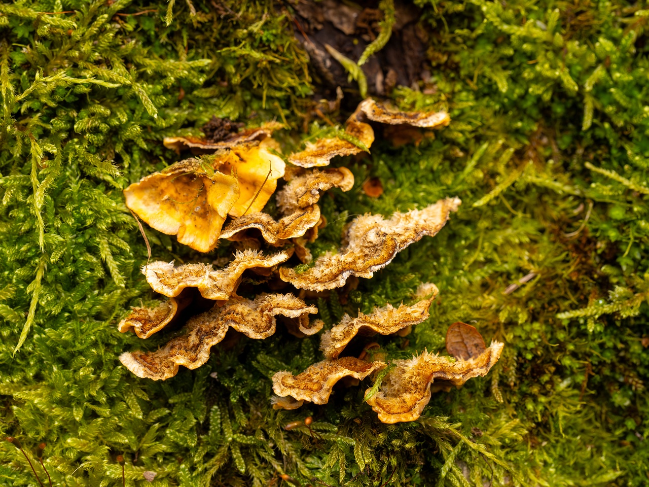 Stereum hirsutum _2025-10-11_1-8