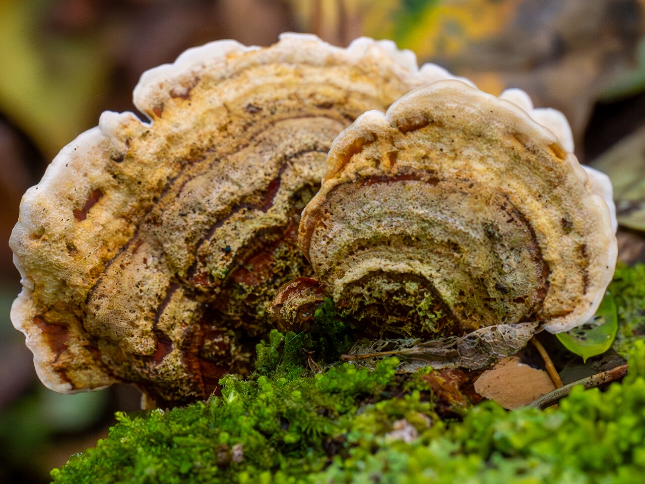 !Stereum subtomentosum _2026-09-22_1-4