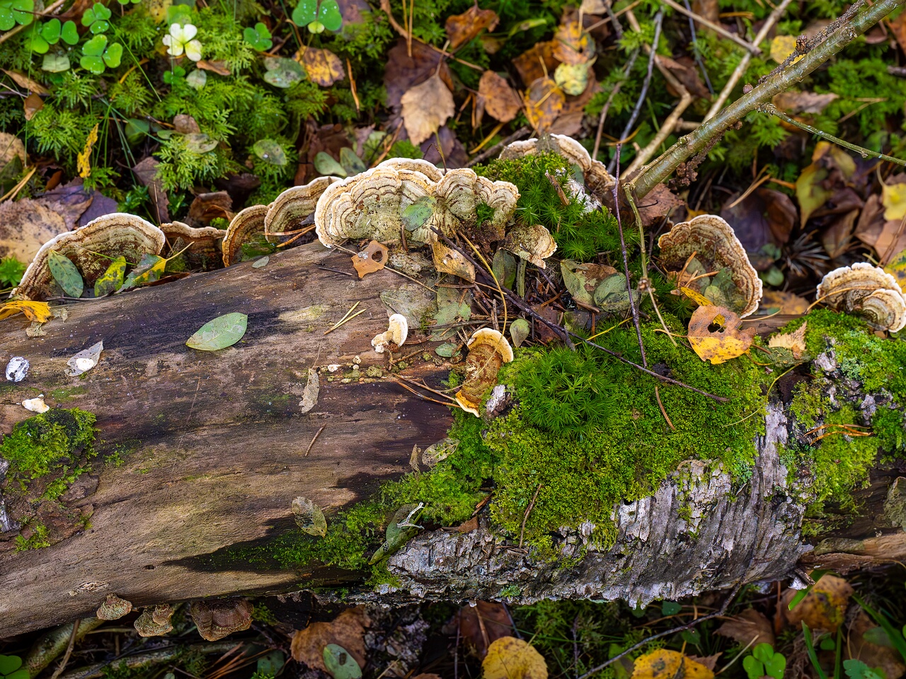 Stereum subtomentosum _2026-09-22_1-1