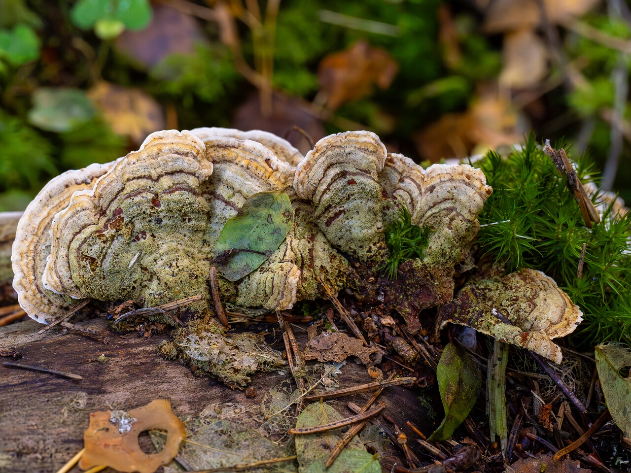 Stereum subtomentosum _2026-09-22_1-2