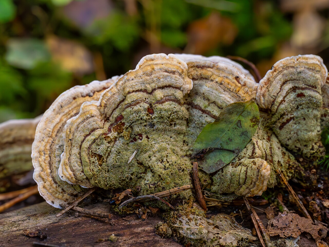 Stereum subtomentosum _2026-09-22_1-3