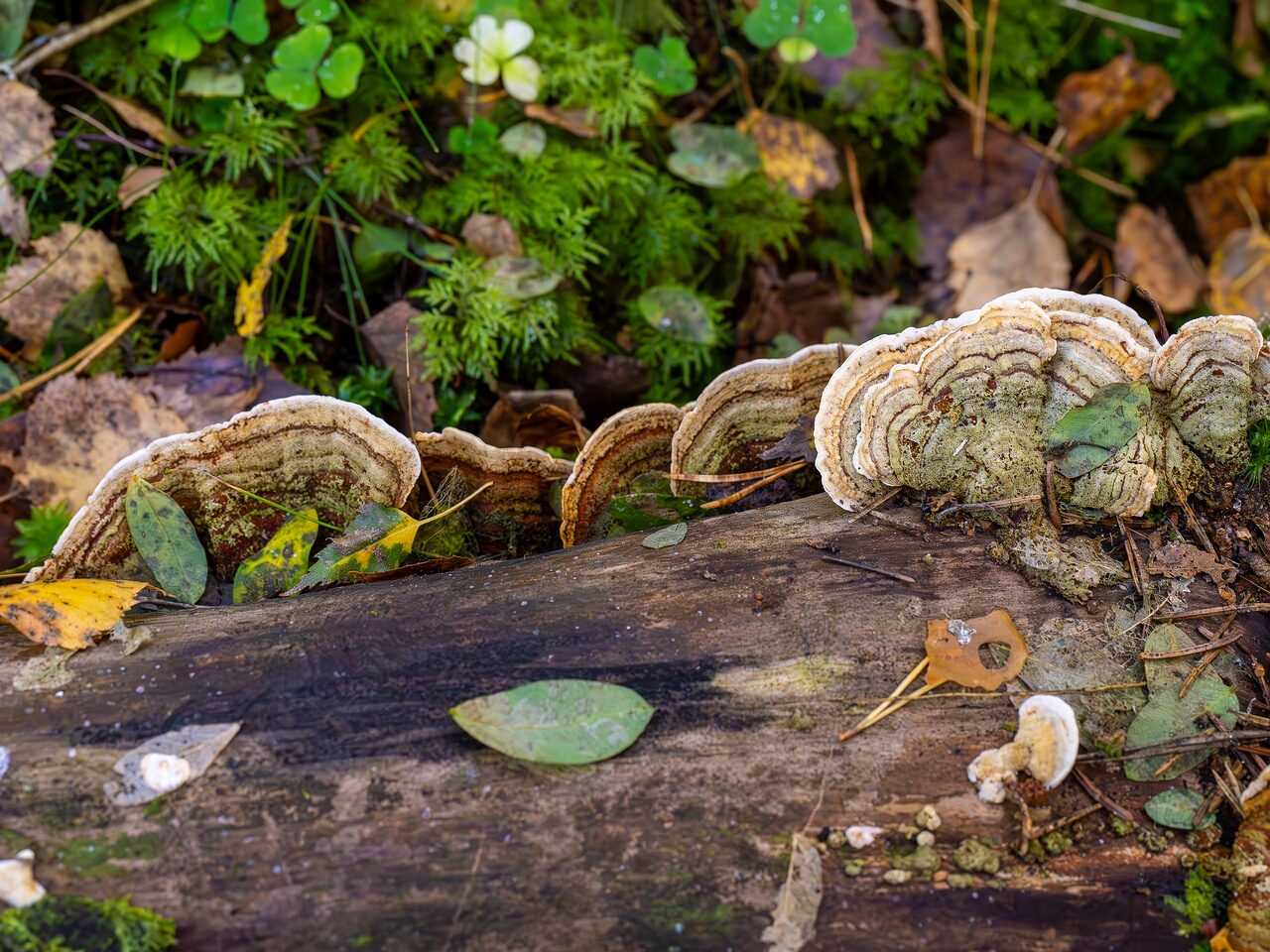 Stereum subtomentosum _2026-09-22_1-5