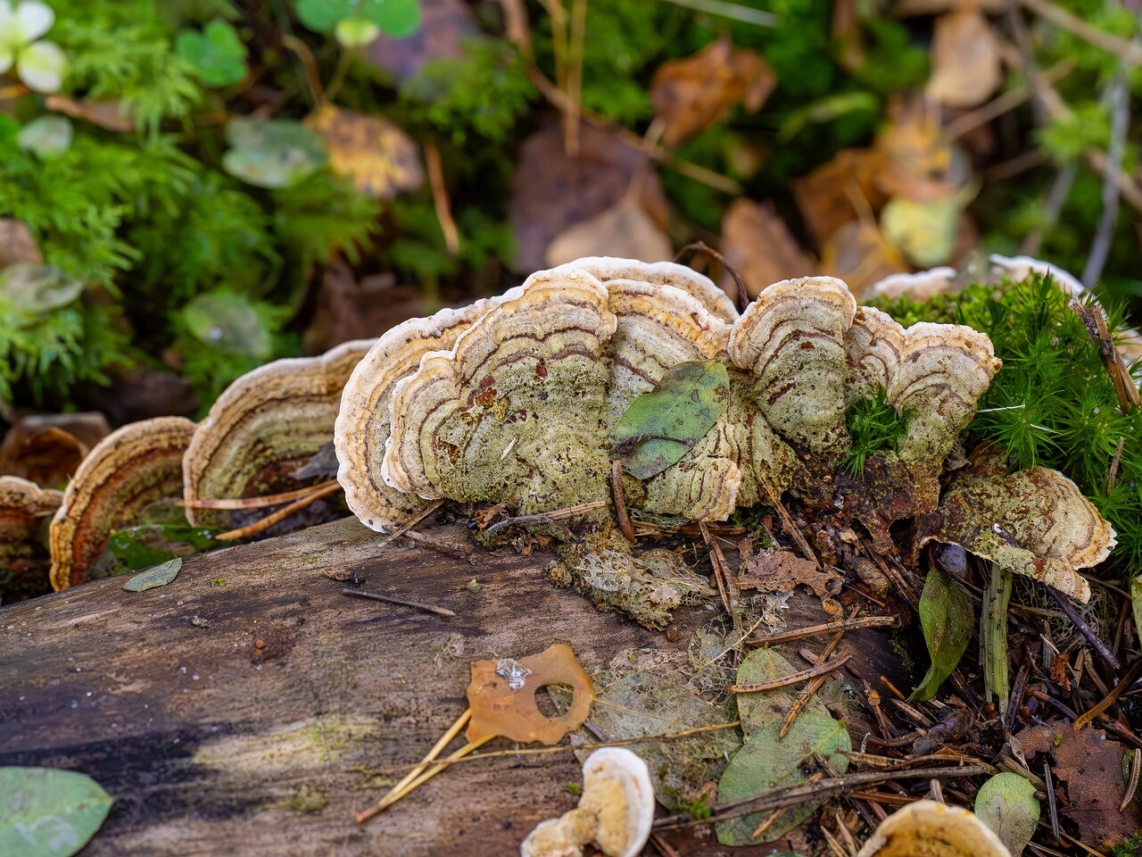 Stereum subtomentosum _2026-09-22_1-6