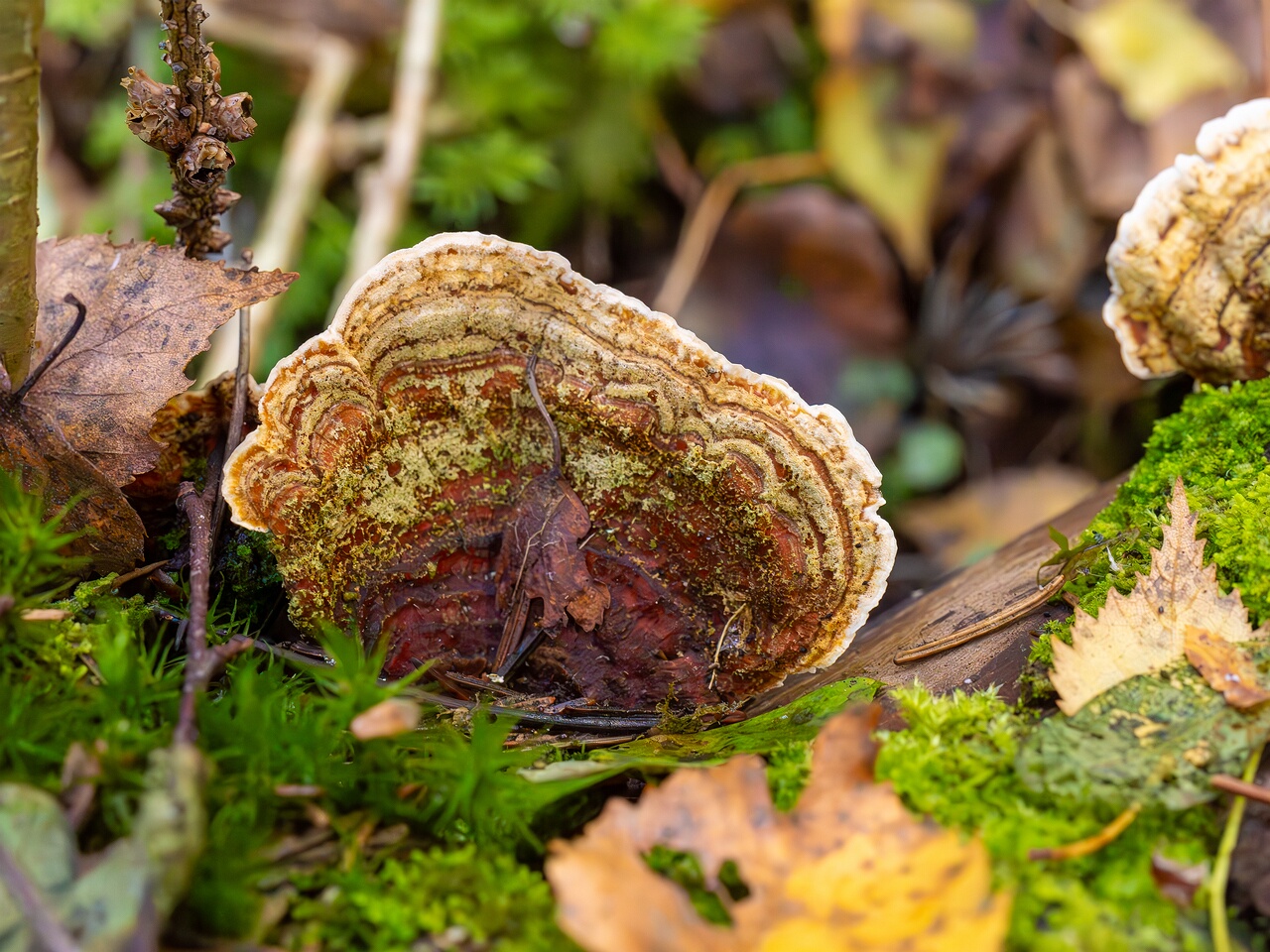 Stereum subtomentosum _2026-09-22_1-7