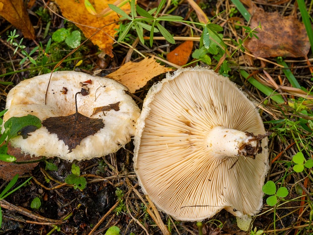 Волнушка белая - Lactarius pubescens