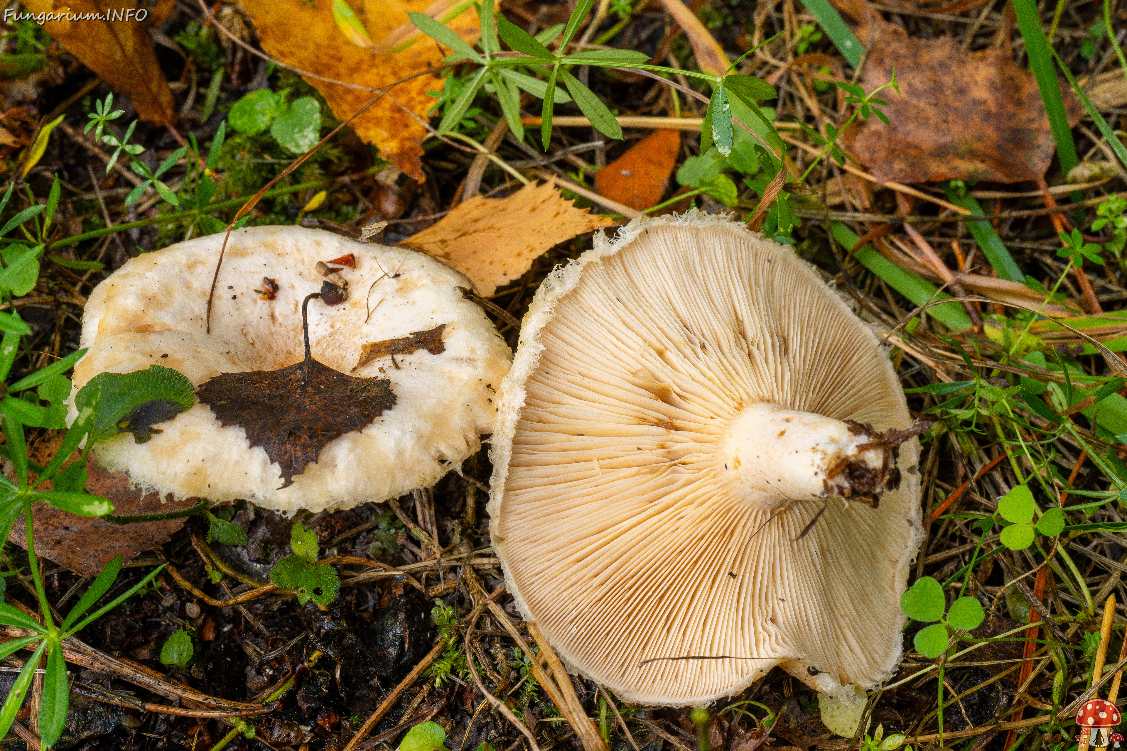 !lactarius-pubescens_1-8 