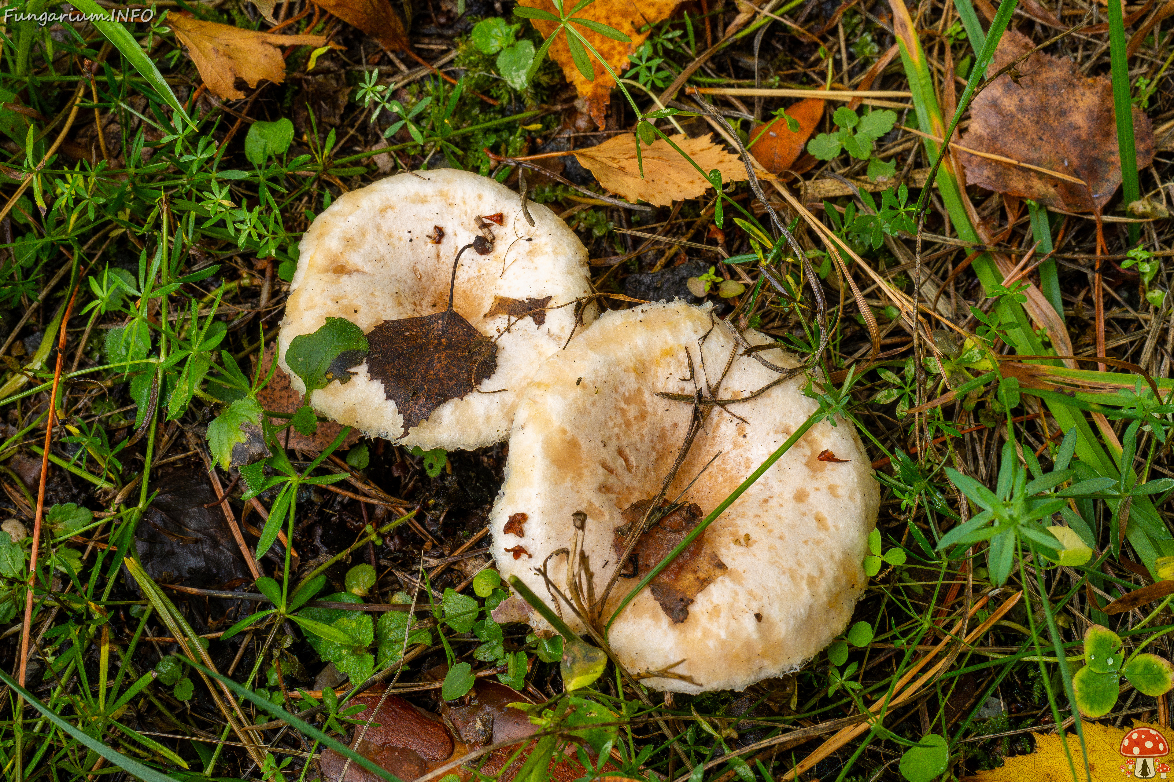 lactarius-pubescens_1-1 