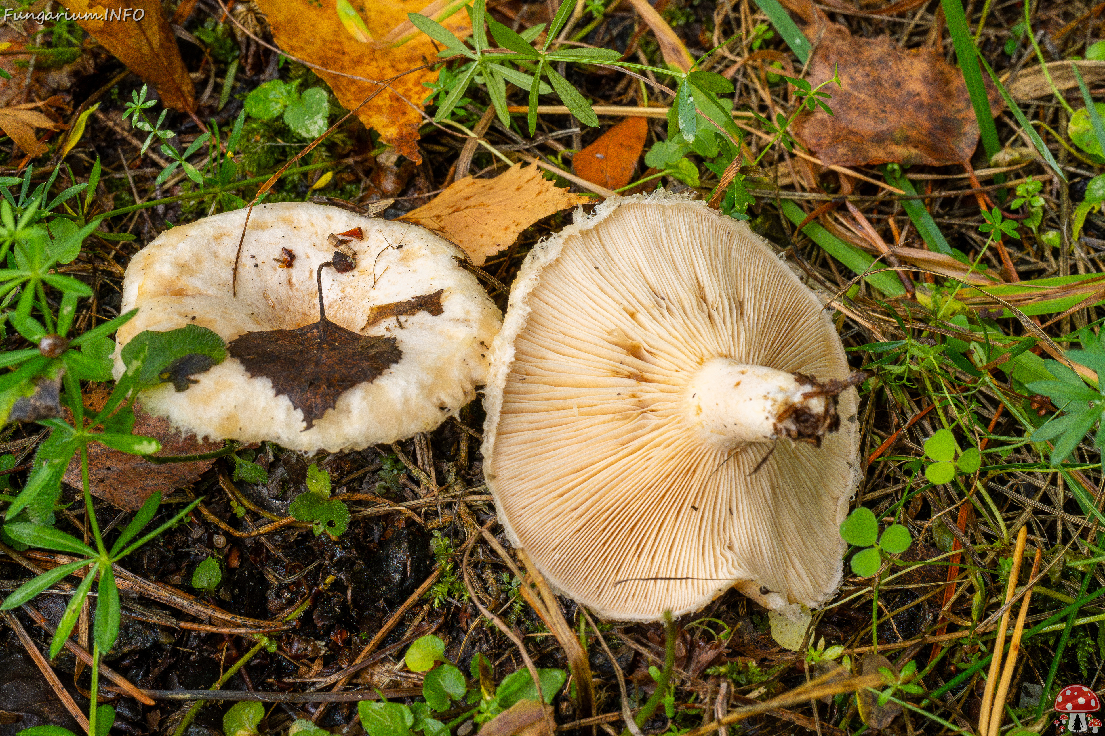 lactarius-pubescens_1-10 