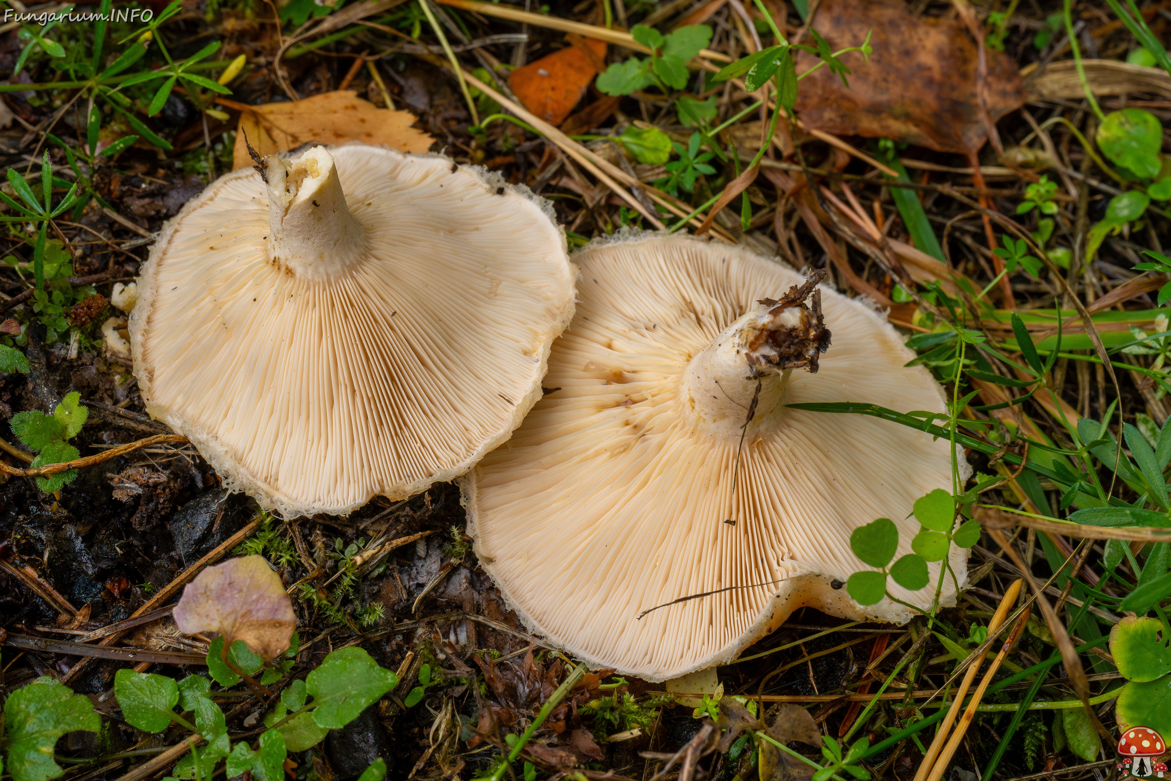 lactarius-pubescens_1-15 