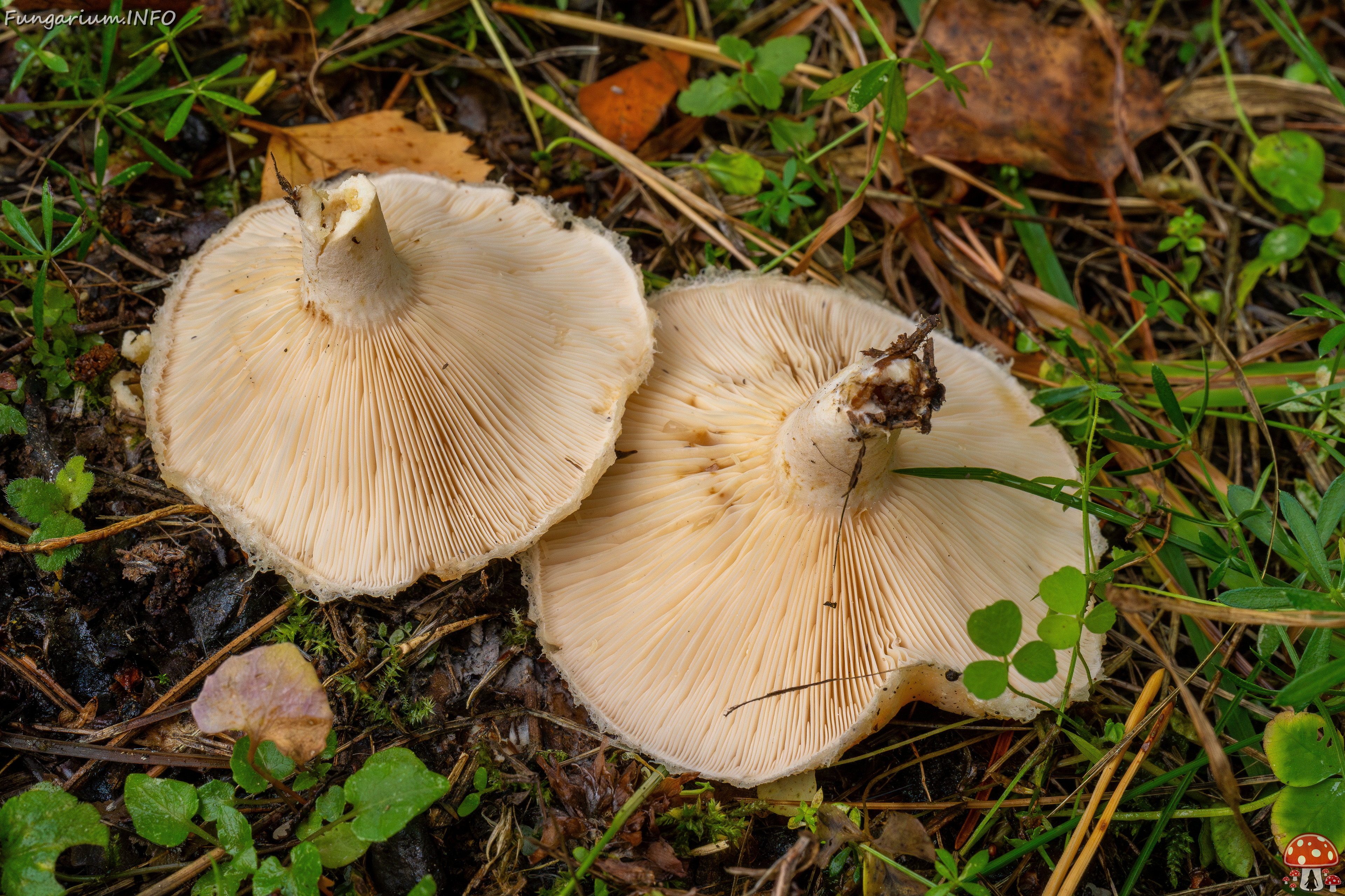 lactarius-pubescens_1-16 