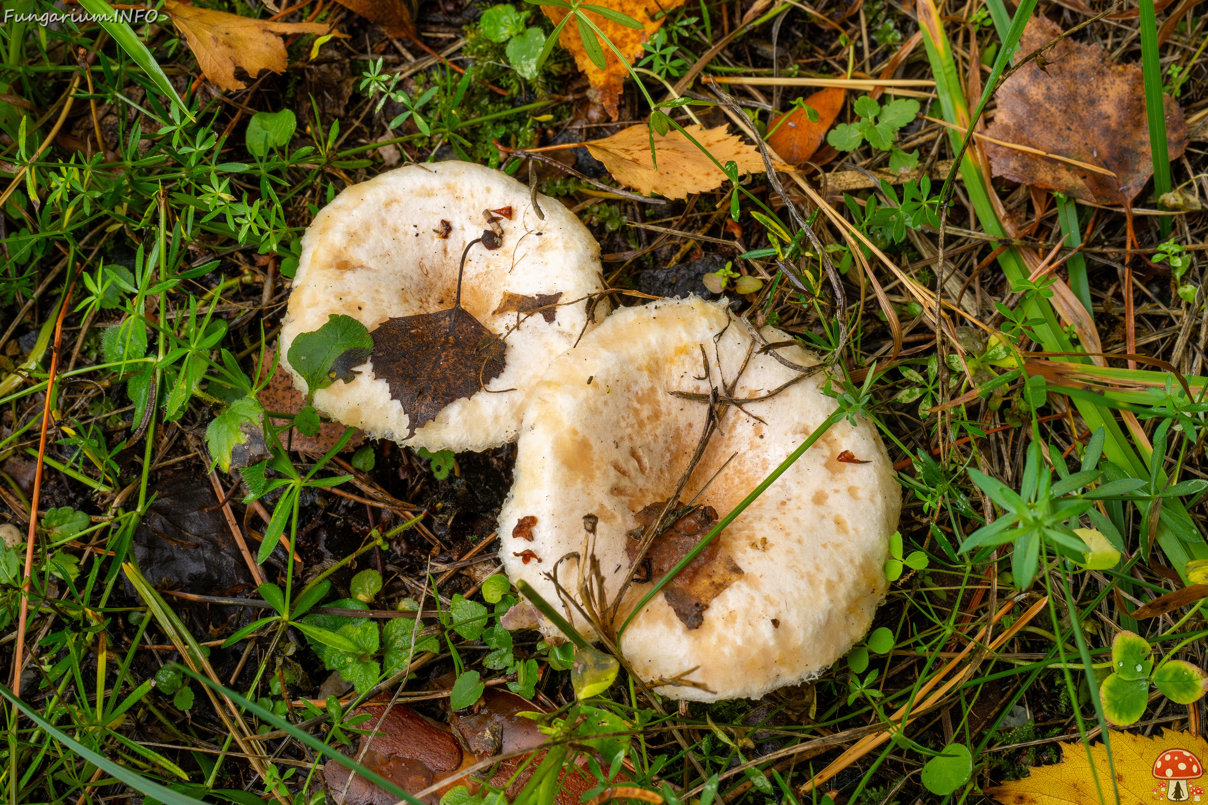 lactarius-pubescens_1-2 