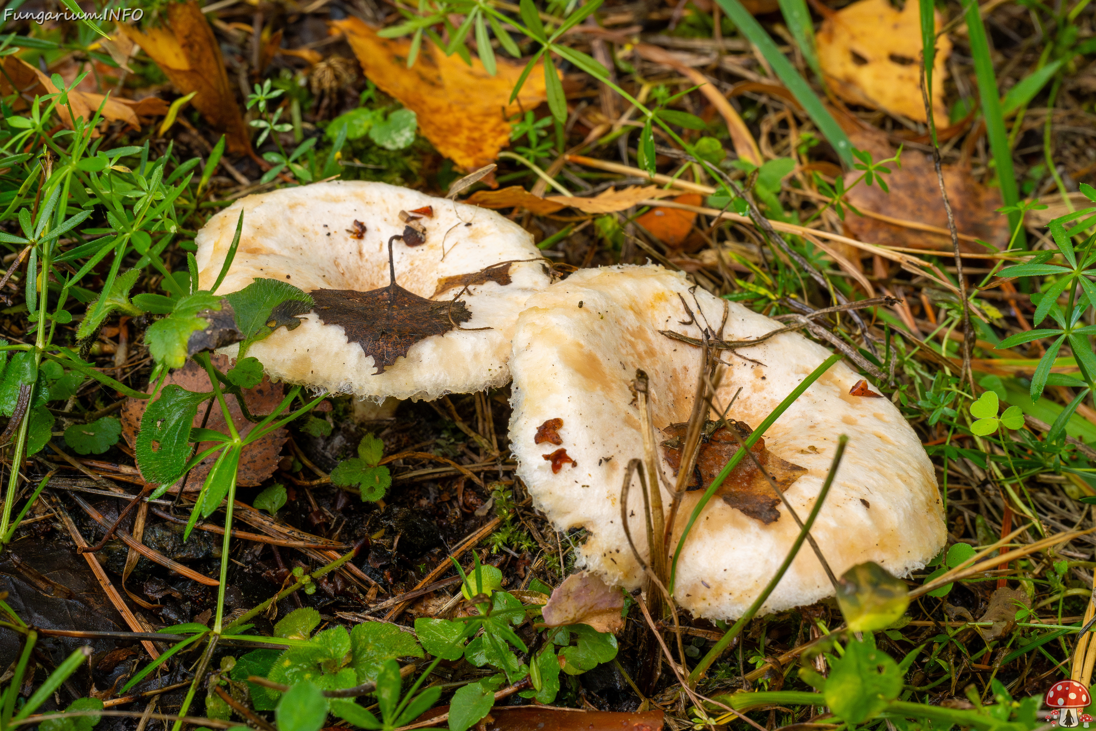 lactarius-pubescens_1-3 