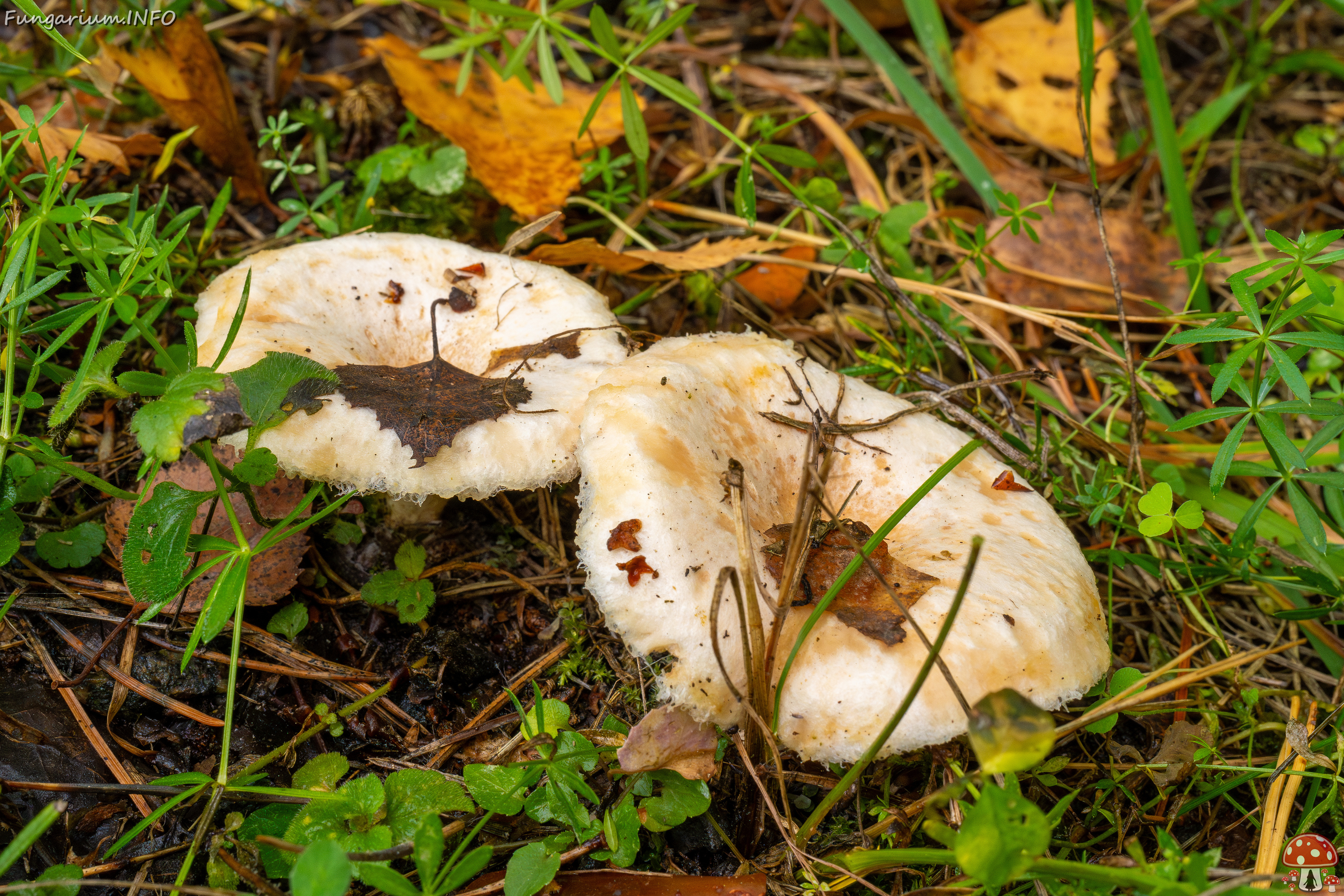 lactarius-pubescens_1-4 