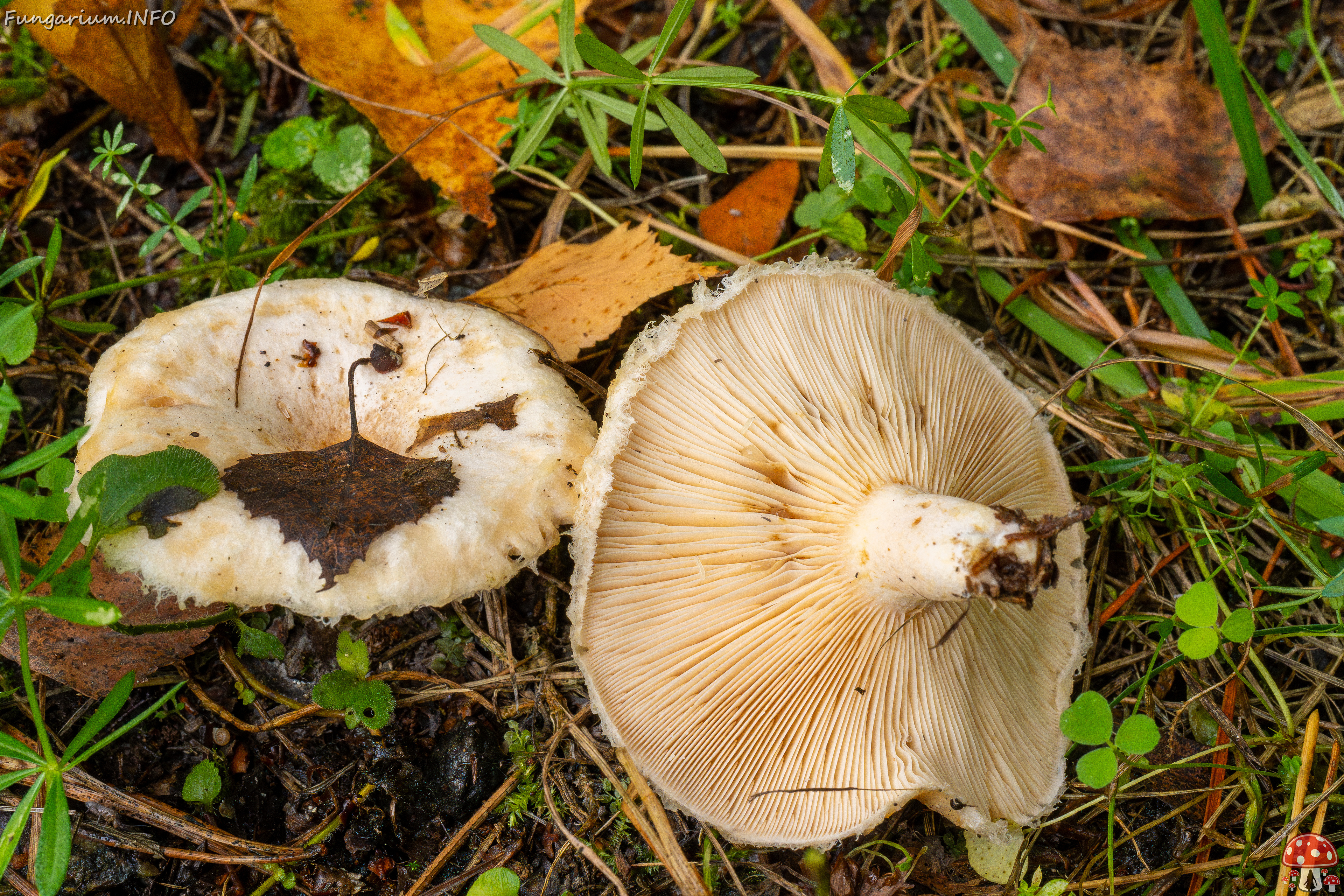 lactarius-pubescens_1-6 