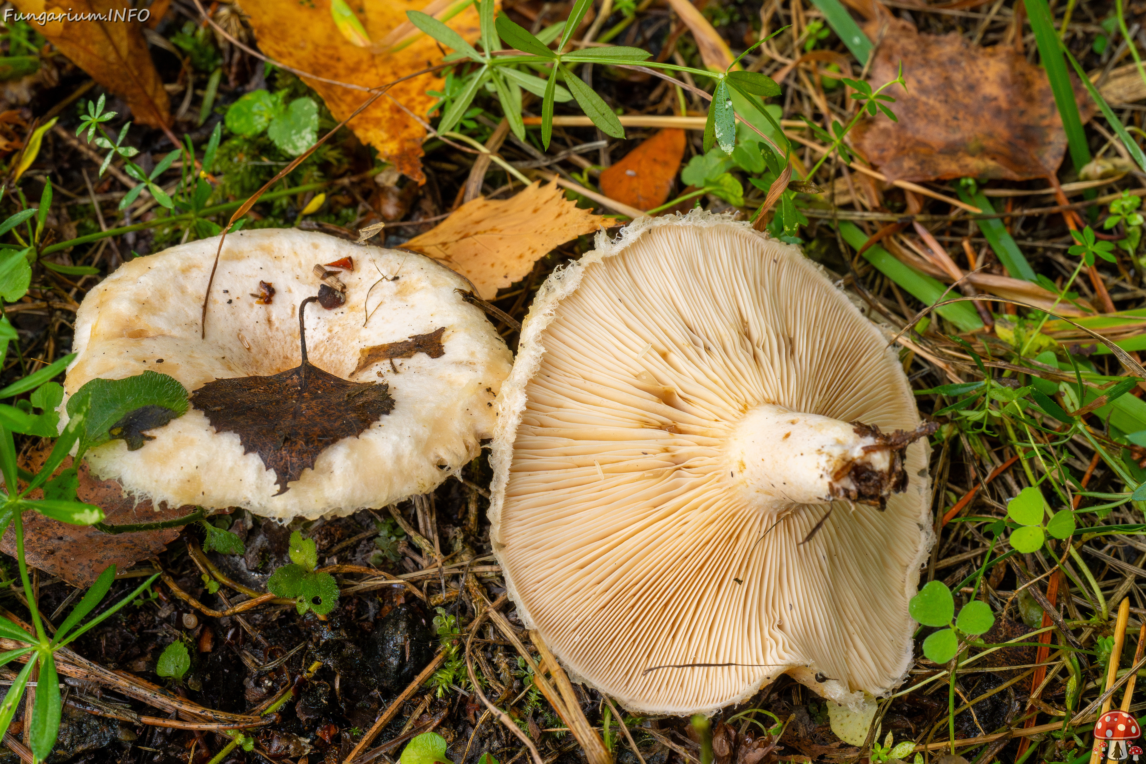 lactarius-pubescens_1-7 