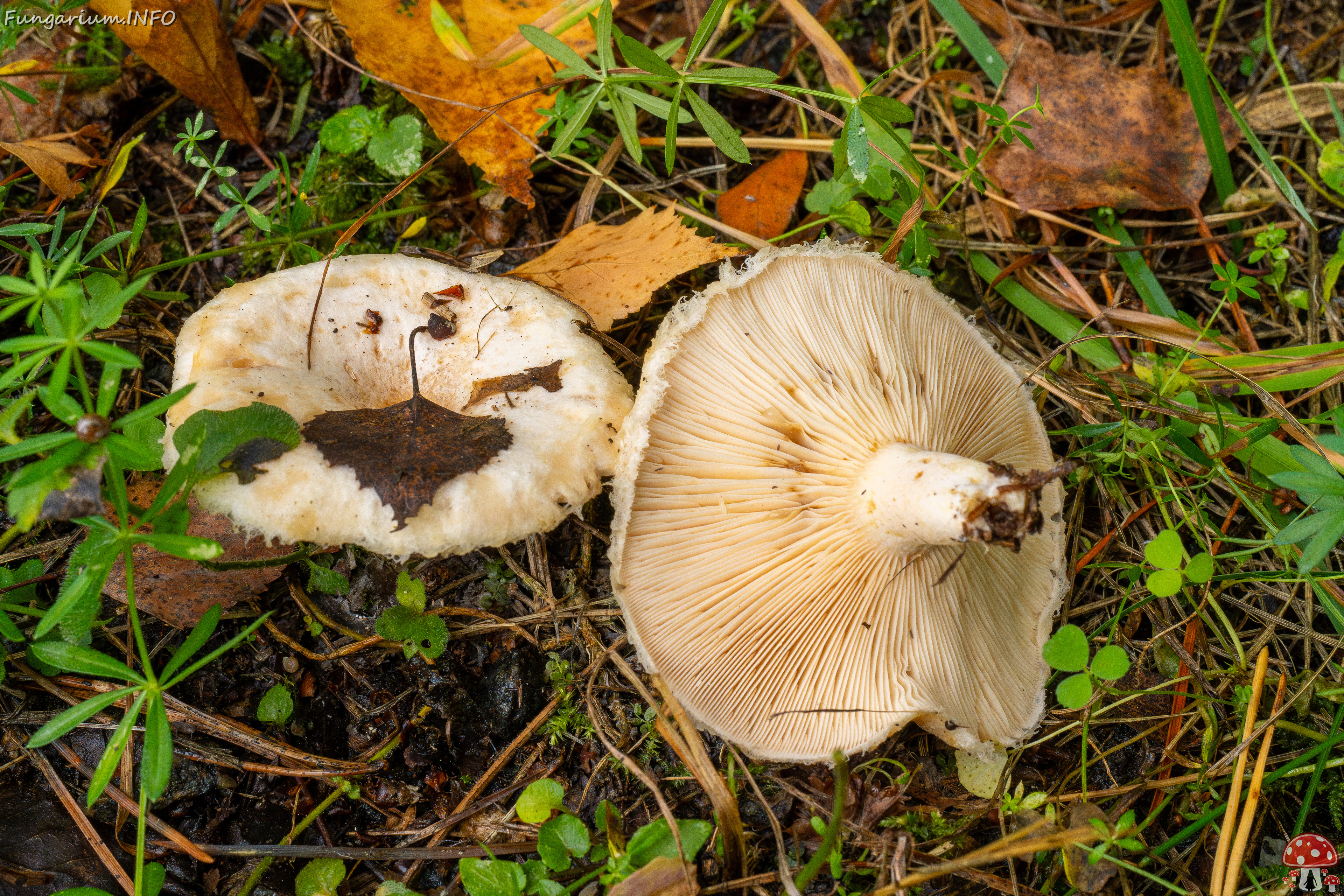 lactarius-pubescens_1-9 