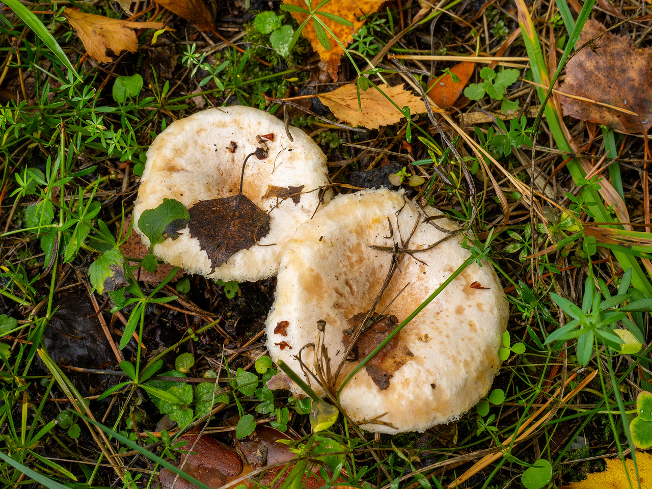 lactarius-pubescens_1-1