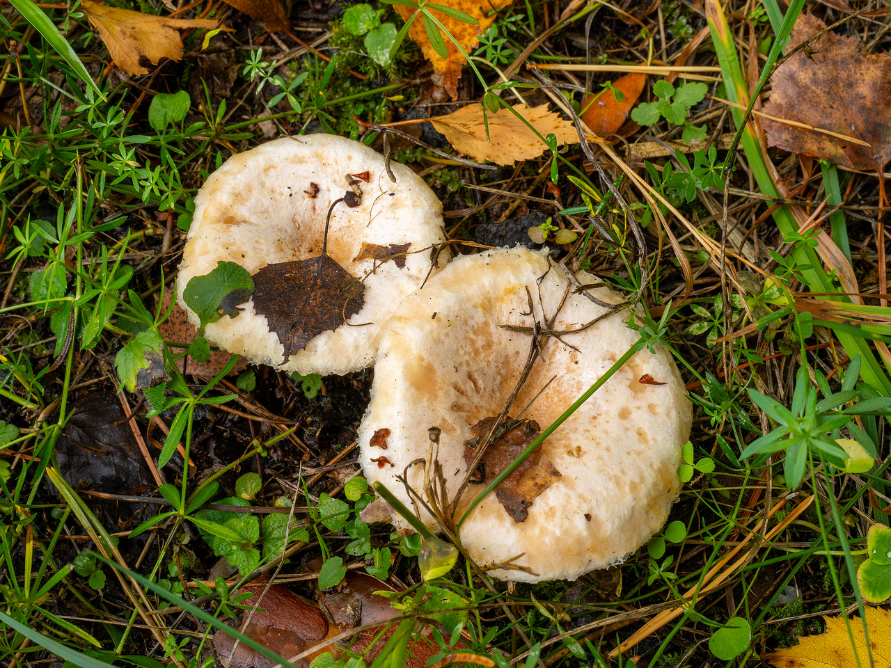 lactarius-pubescens_1-2