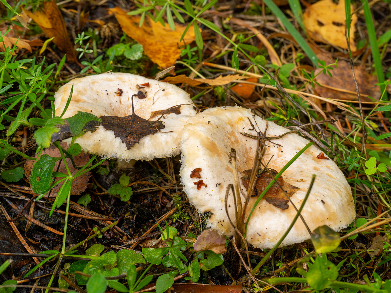 lactarius-pubescens_1-3