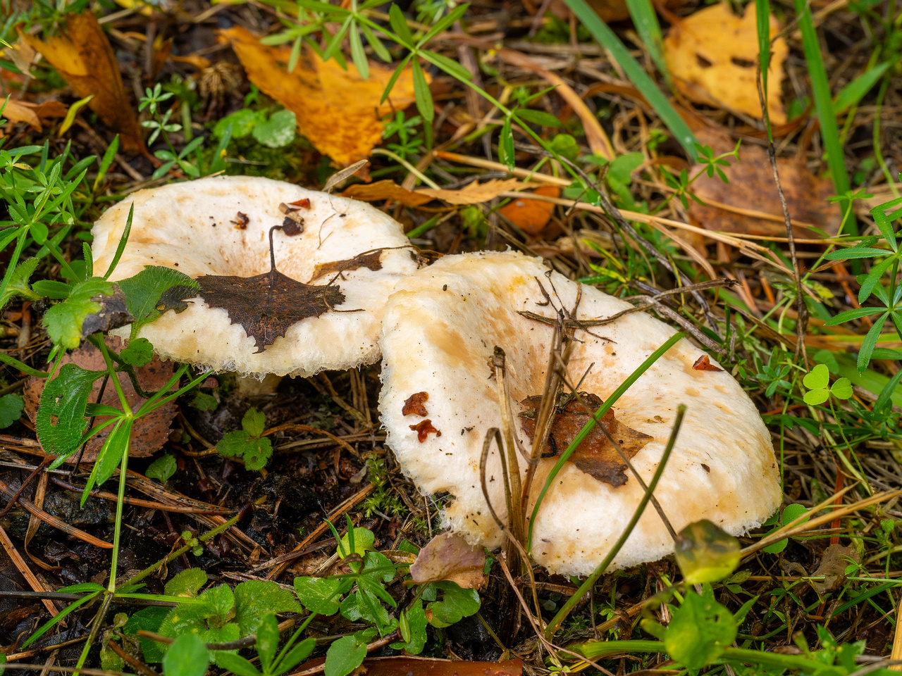 lactarius-pubescens_1-4