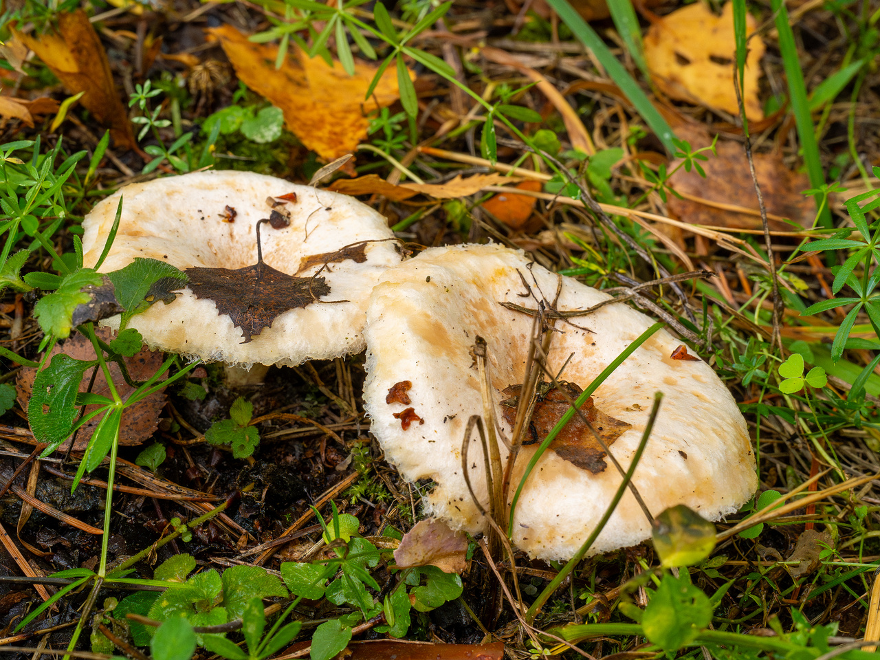 lactarius-pubescens_1-5