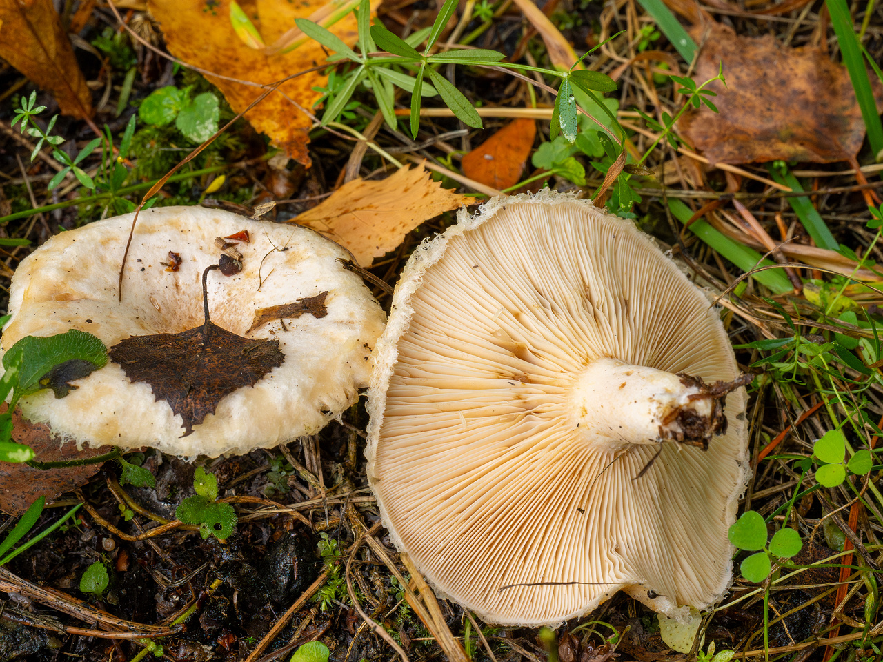 lactarius-pubescens_1-6