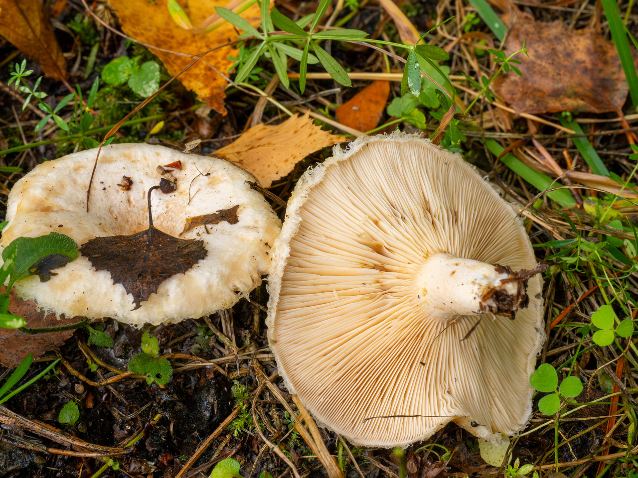 lactarius-pubescens_1-7