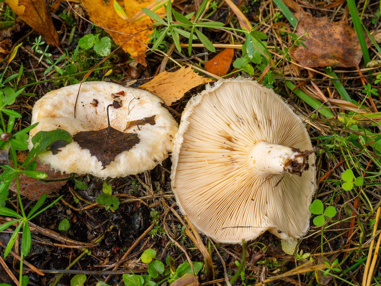 lactarius-pubescens_1-9