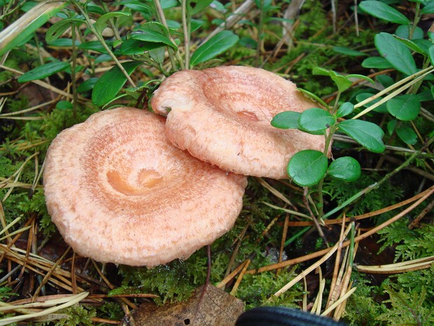 Волнушка розовая - Lactarius torminosus