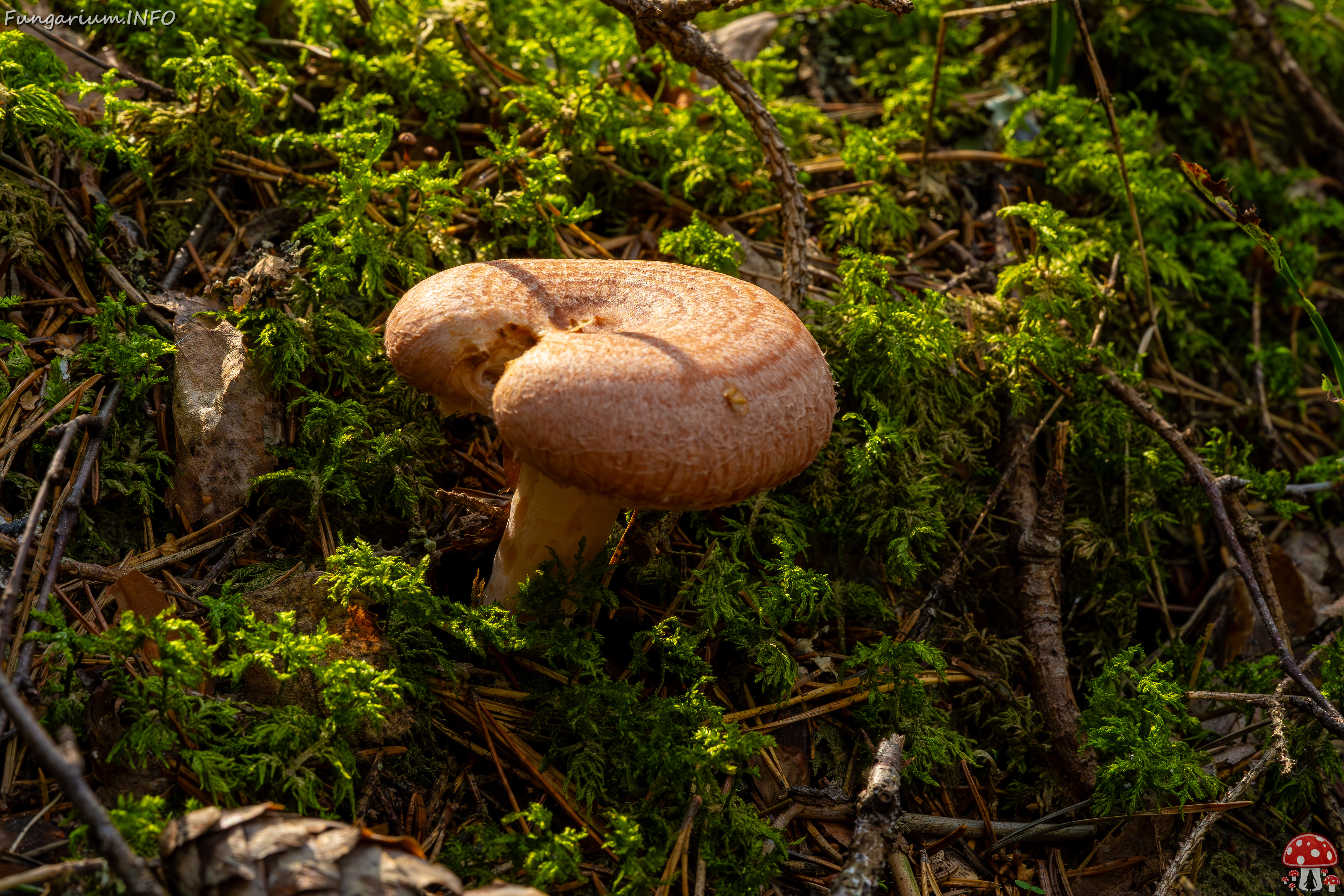 lactarius-torminosus_2023-09-10_1-1 